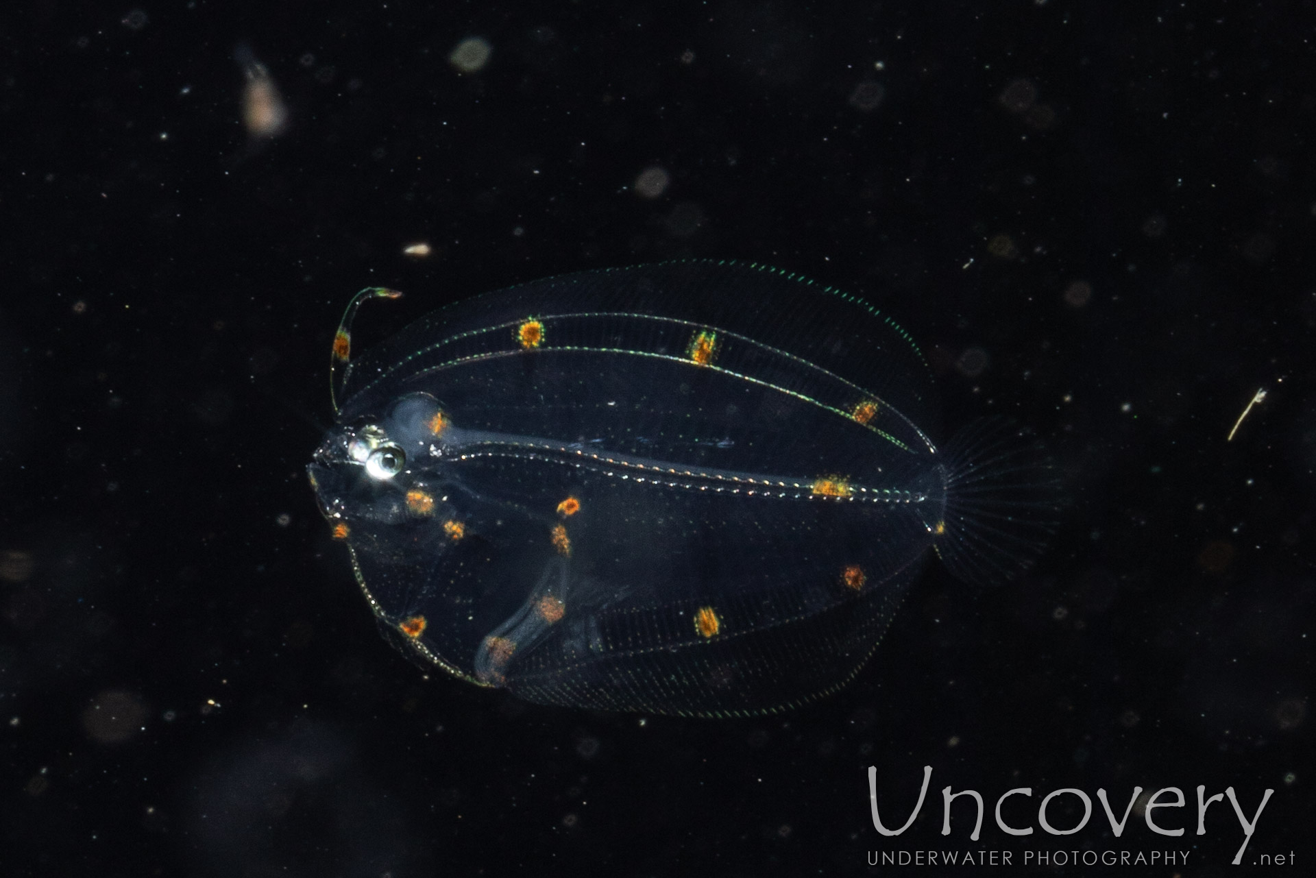 Flounder, photo taken in Indonesia, North Sulawesi, Lembeh Strait, TK Blackwater