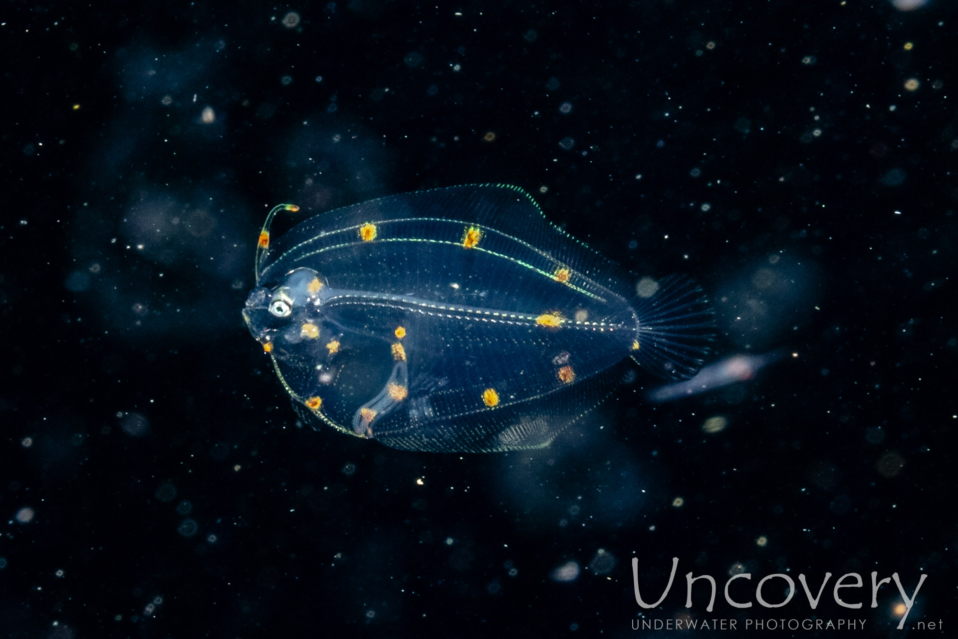 Flounder, photo taken in Indonesia, North Sulawesi, Lembeh Strait, TK Blackwater