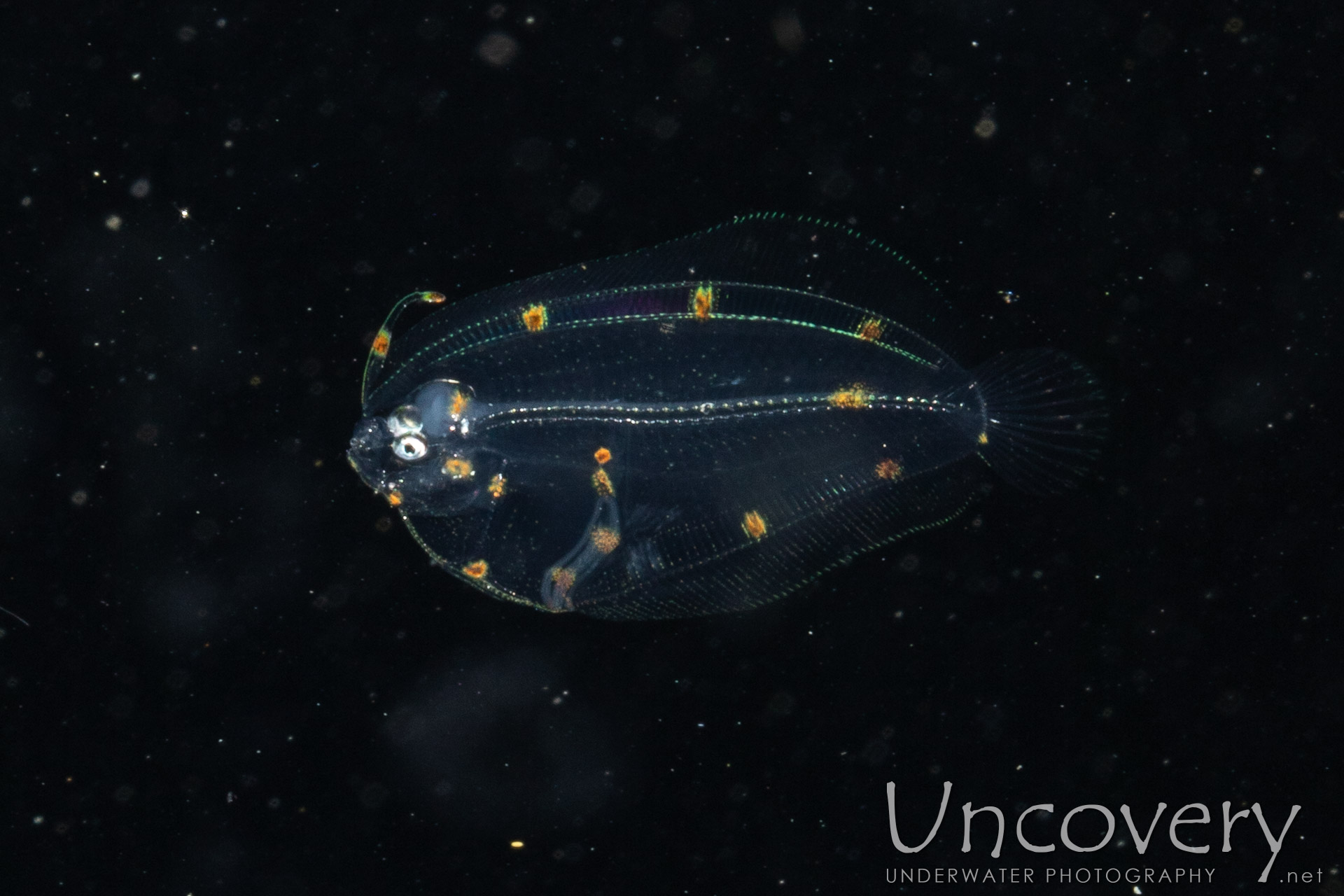 Flounder, photo taken in Indonesia, North Sulawesi, Lembeh Strait, TK Blackwater