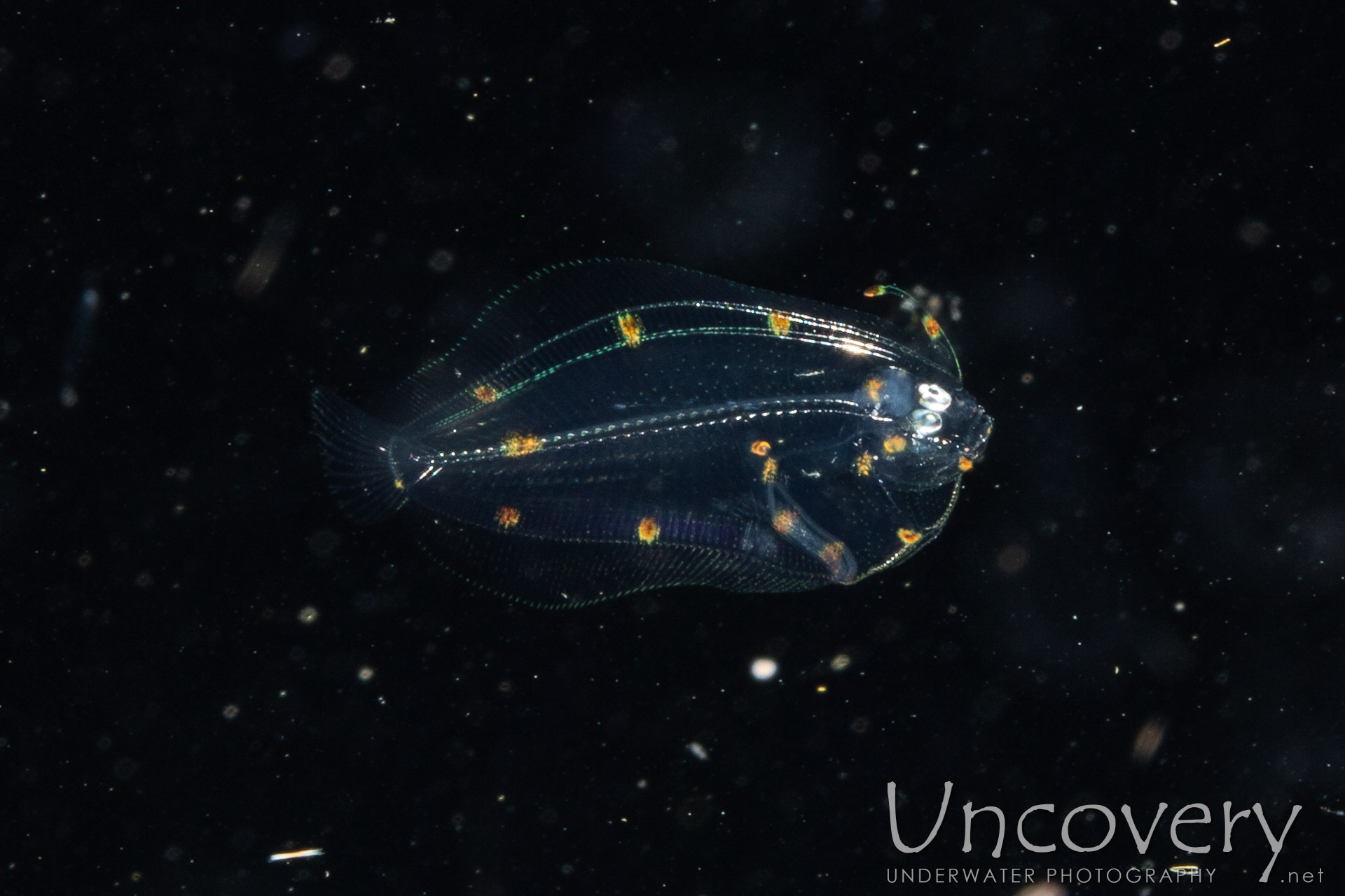 Flounder, photo taken in Indonesia, North Sulawesi, Lembeh Strait, TK Blackwater