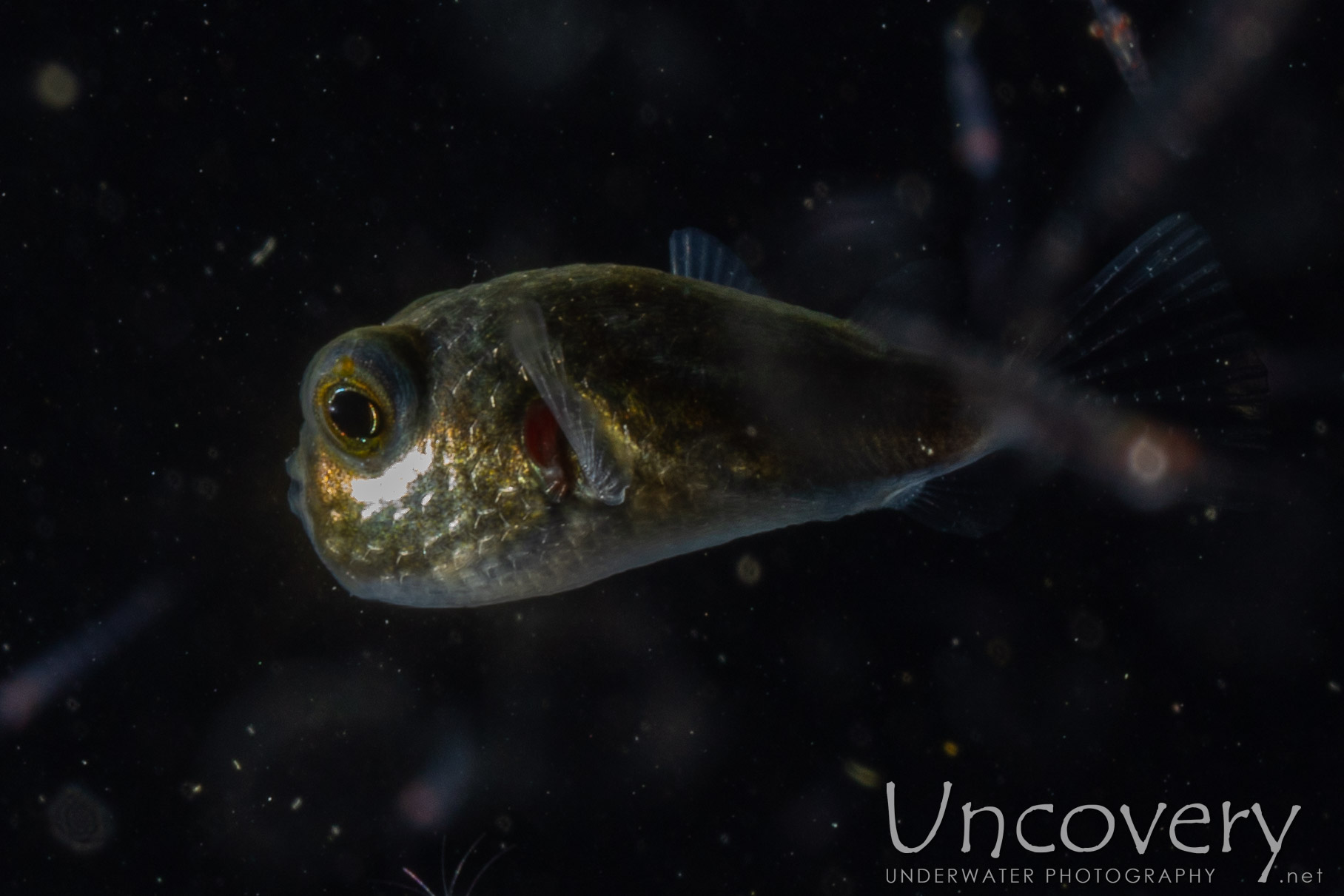 Pufferfish, photo taken in Indonesia, North Sulawesi, Lembeh Strait, TK Blackwater