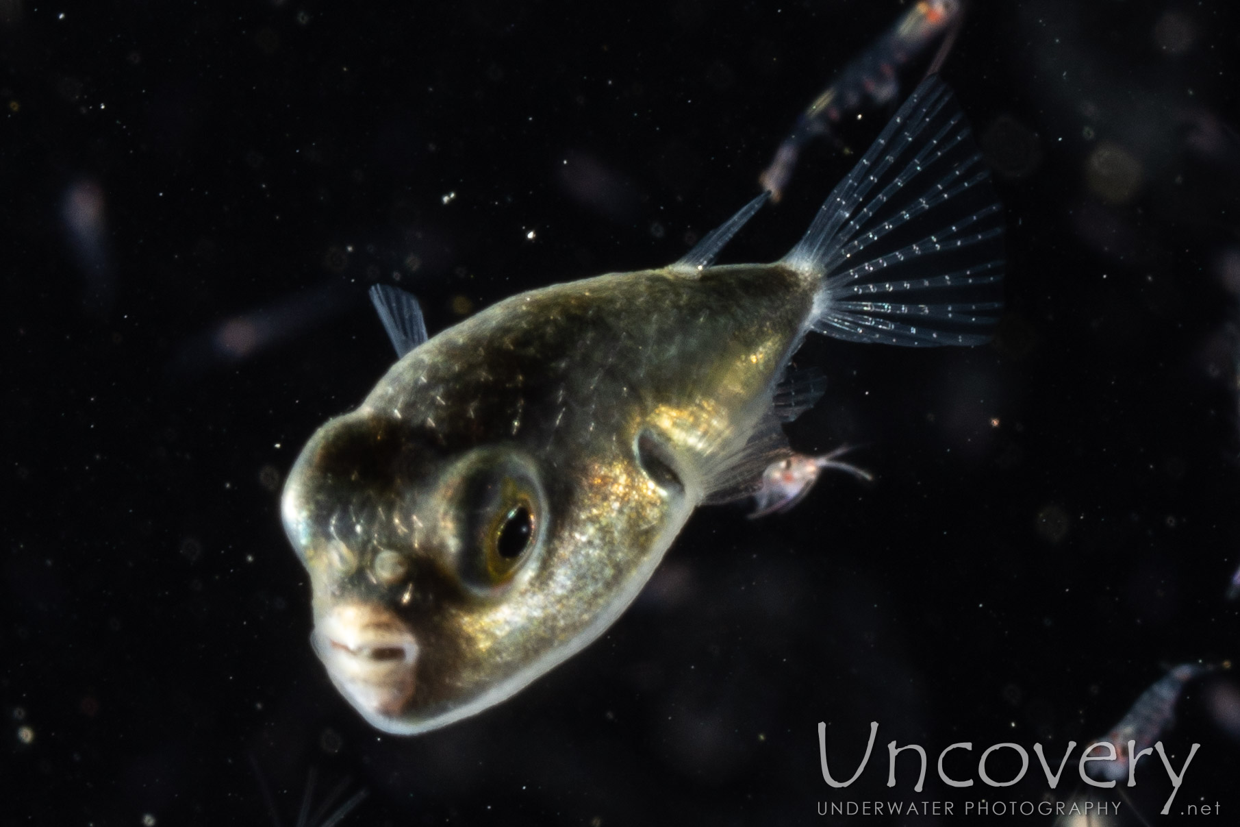 Pufferfish, photo taken in Indonesia, North Sulawesi, Lembeh Strait, TK Blackwater