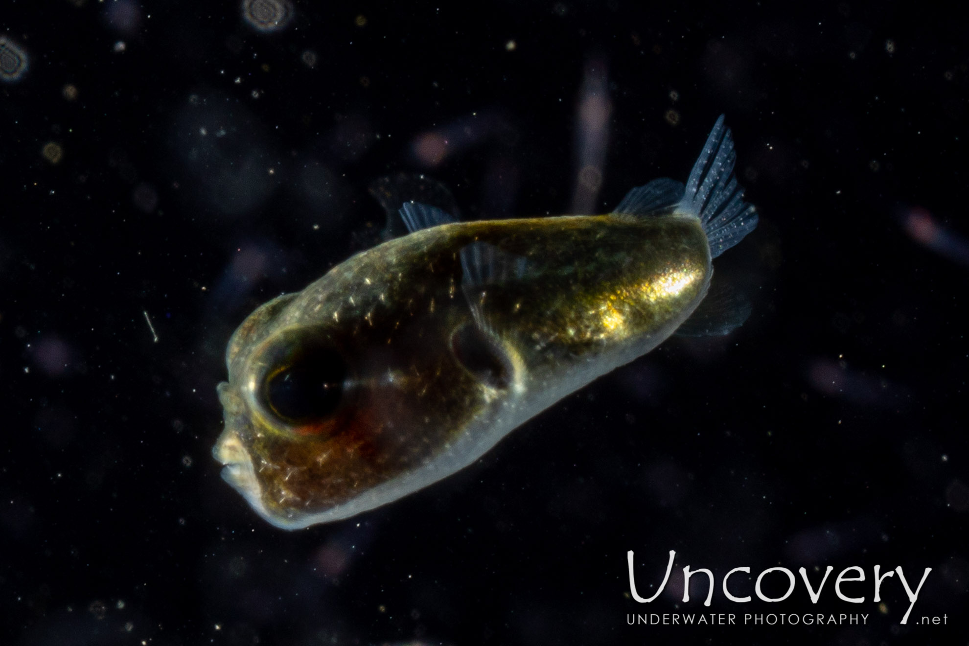 Pufferfish, photo taken in Indonesia, North Sulawesi, Lembeh Strait, TK Blackwater