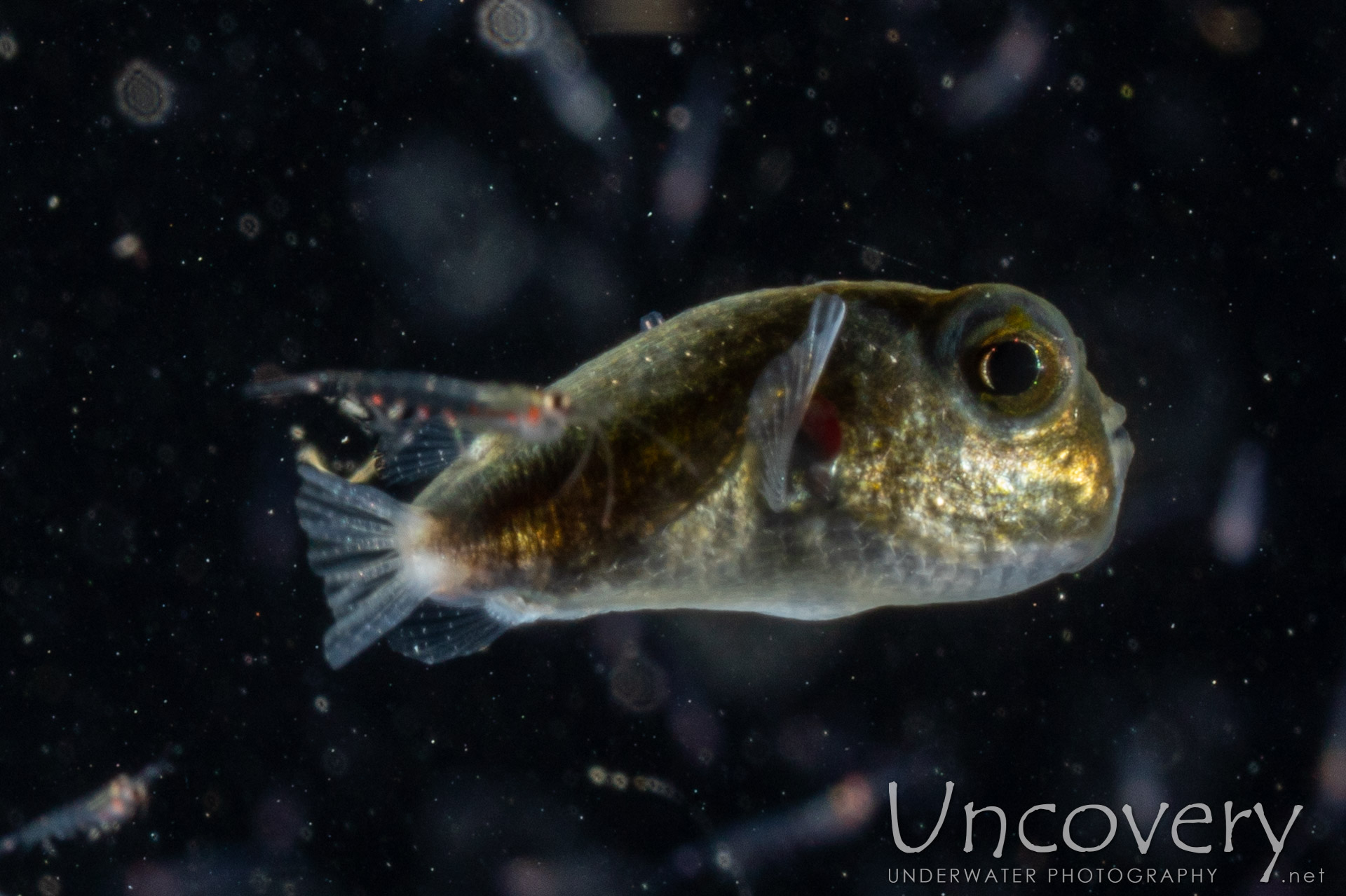 Pufferfish, photo taken in Indonesia, North Sulawesi, Lembeh Strait, TK Blackwater