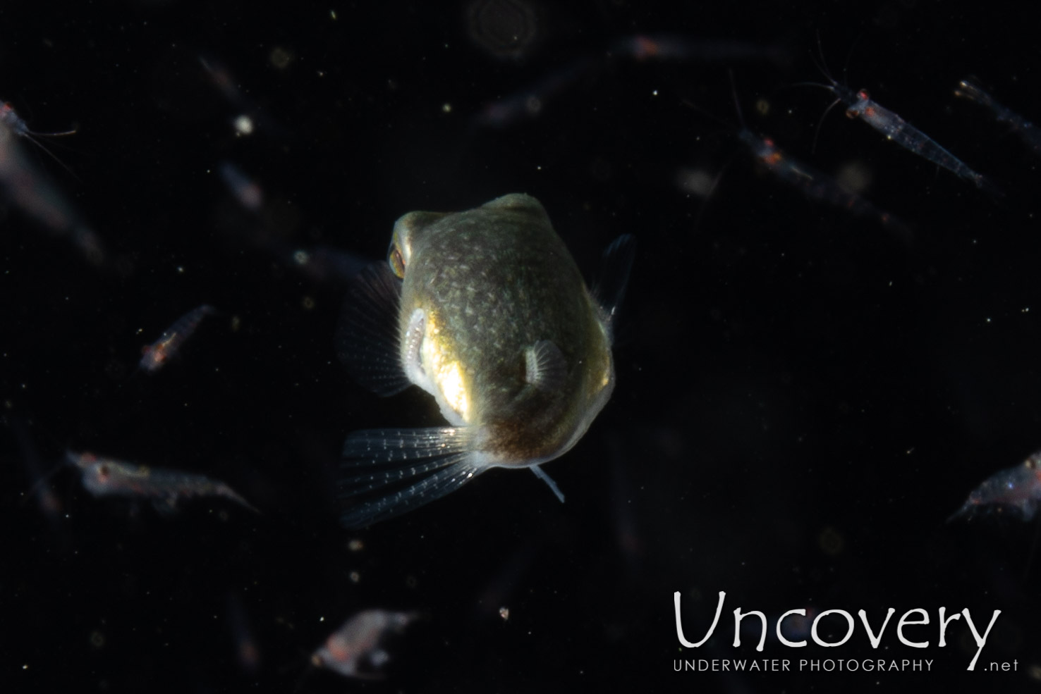 Pufferfish, photo taken in Indonesia, North Sulawesi, Lembeh Strait, TK Blackwater