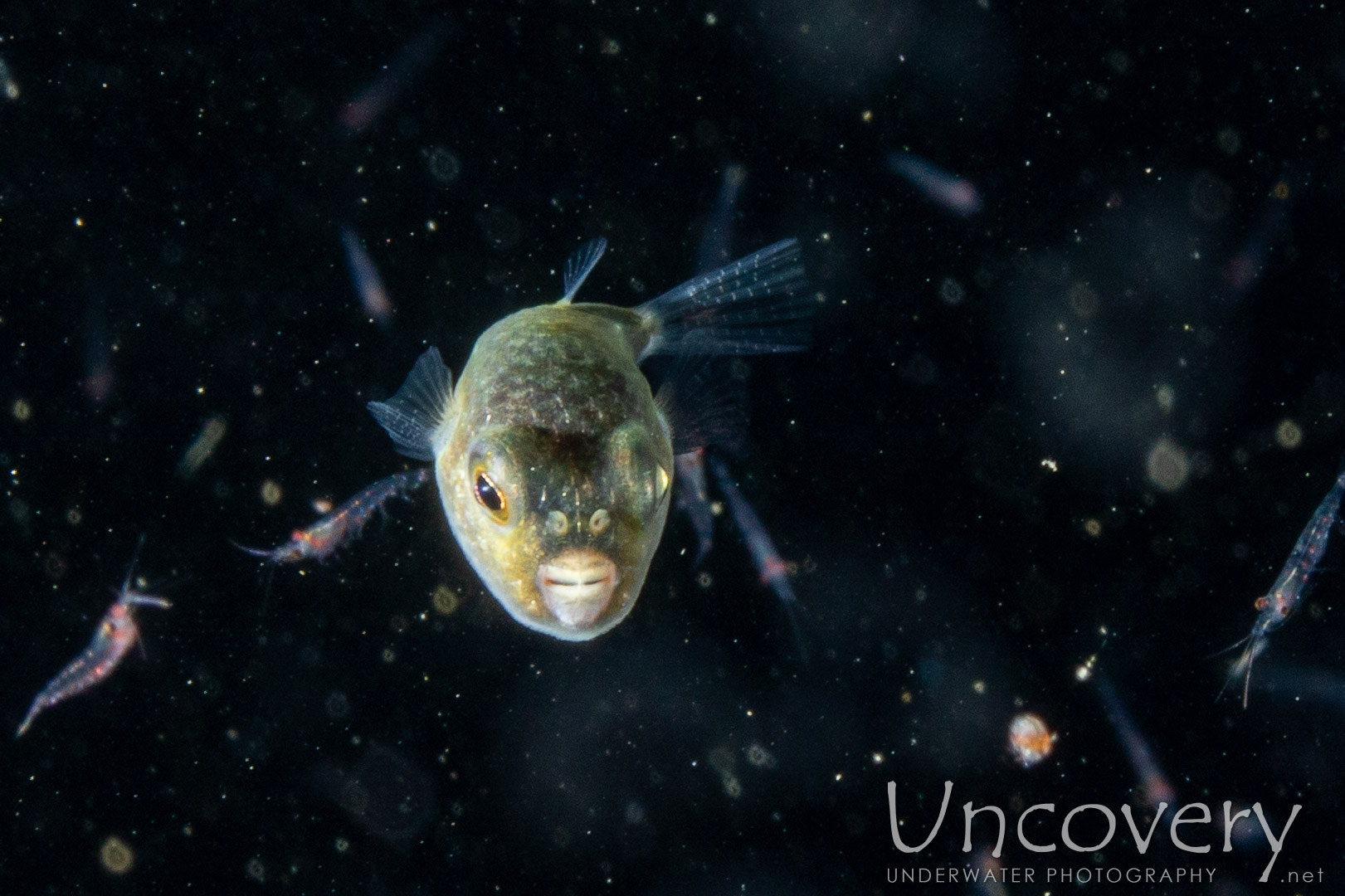 Pufferfish, photo taken in Indonesia, North Sulawesi, Lembeh Strait, TK Blackwater