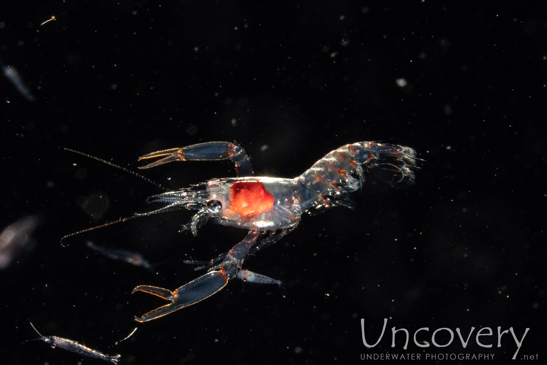 00 To Be Determined, photo taken in Indonesia, North Sulawesi, Lembeh Strait, TK Blackwater