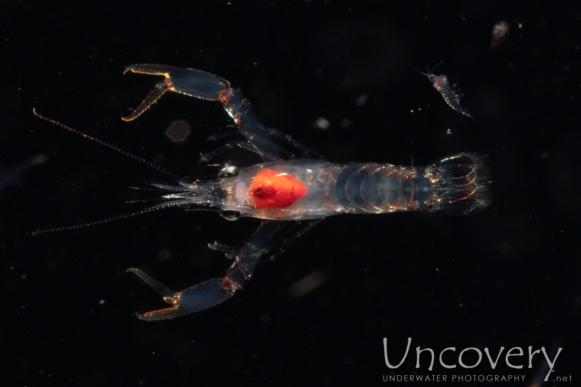 00 To Be Determined, photo taken in Indonesia, North Sulawesi, Lembeh Strait, TK Blackwater