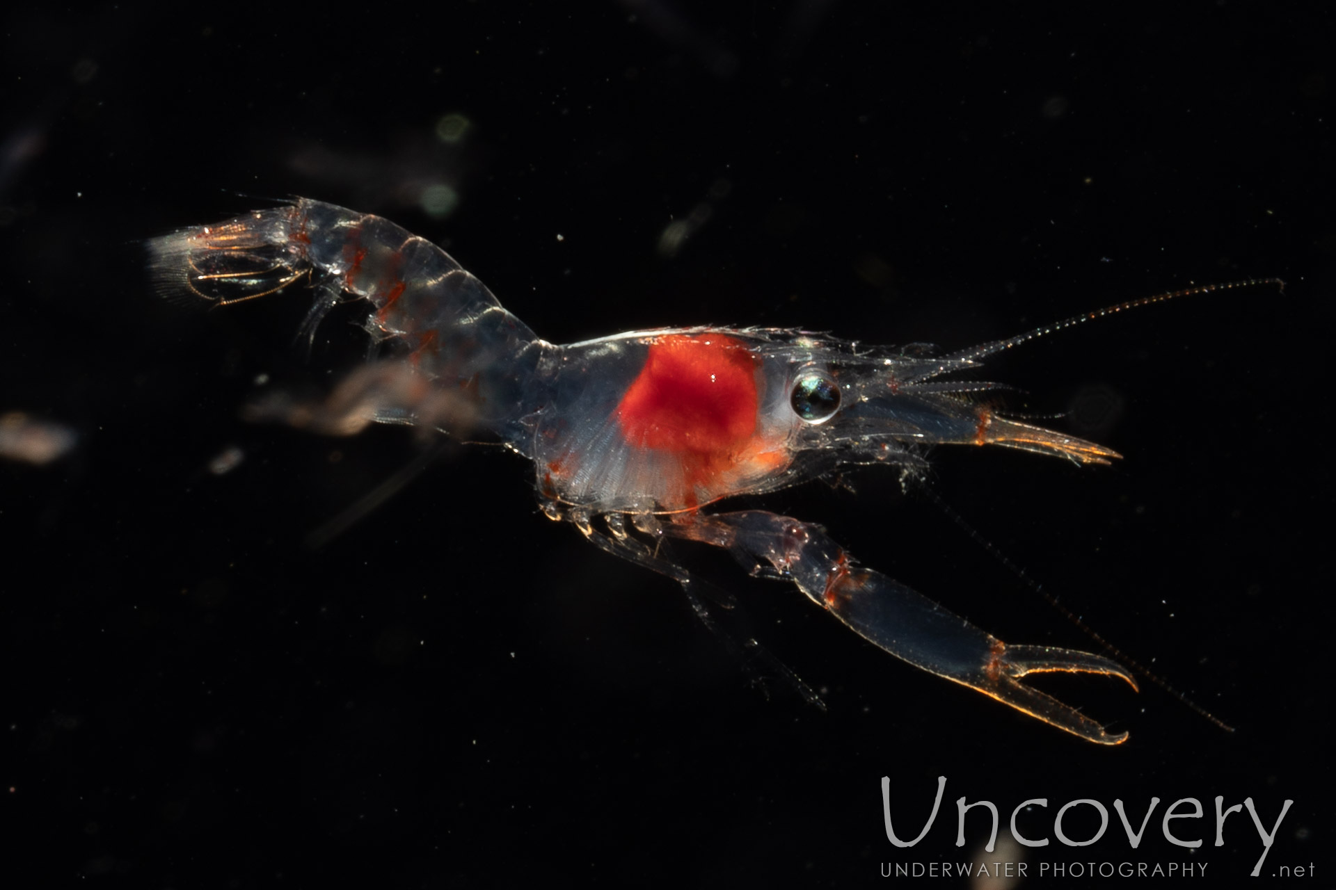 00 To Be Determined, photo taken in Indonesia, North Sulawesi, Lembeh Strait, TK Blackwater