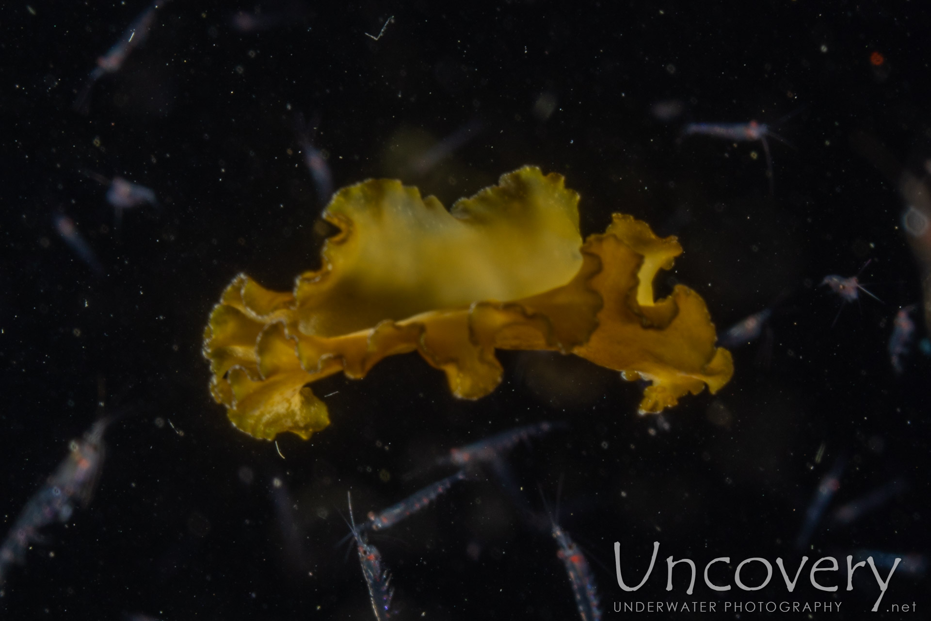 Polyclad Flatworm, photo taken in Indonesia, North Sulawesi, Lembeh Strait, TK Blackwater