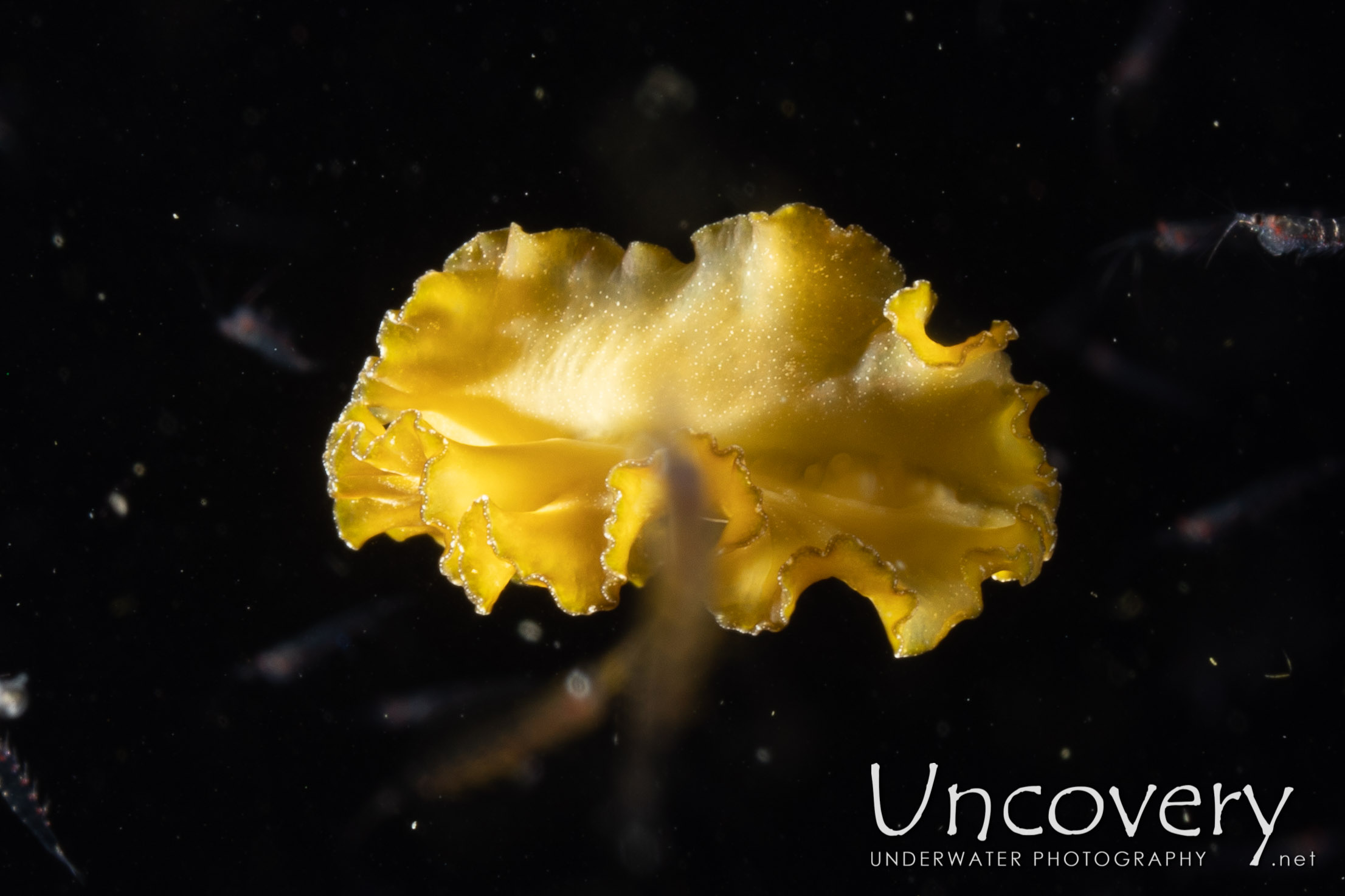 Polyclad Flatworm, photo taken in Indonesia, North Sulawesi, Lembeh Strait, TK Blackwater