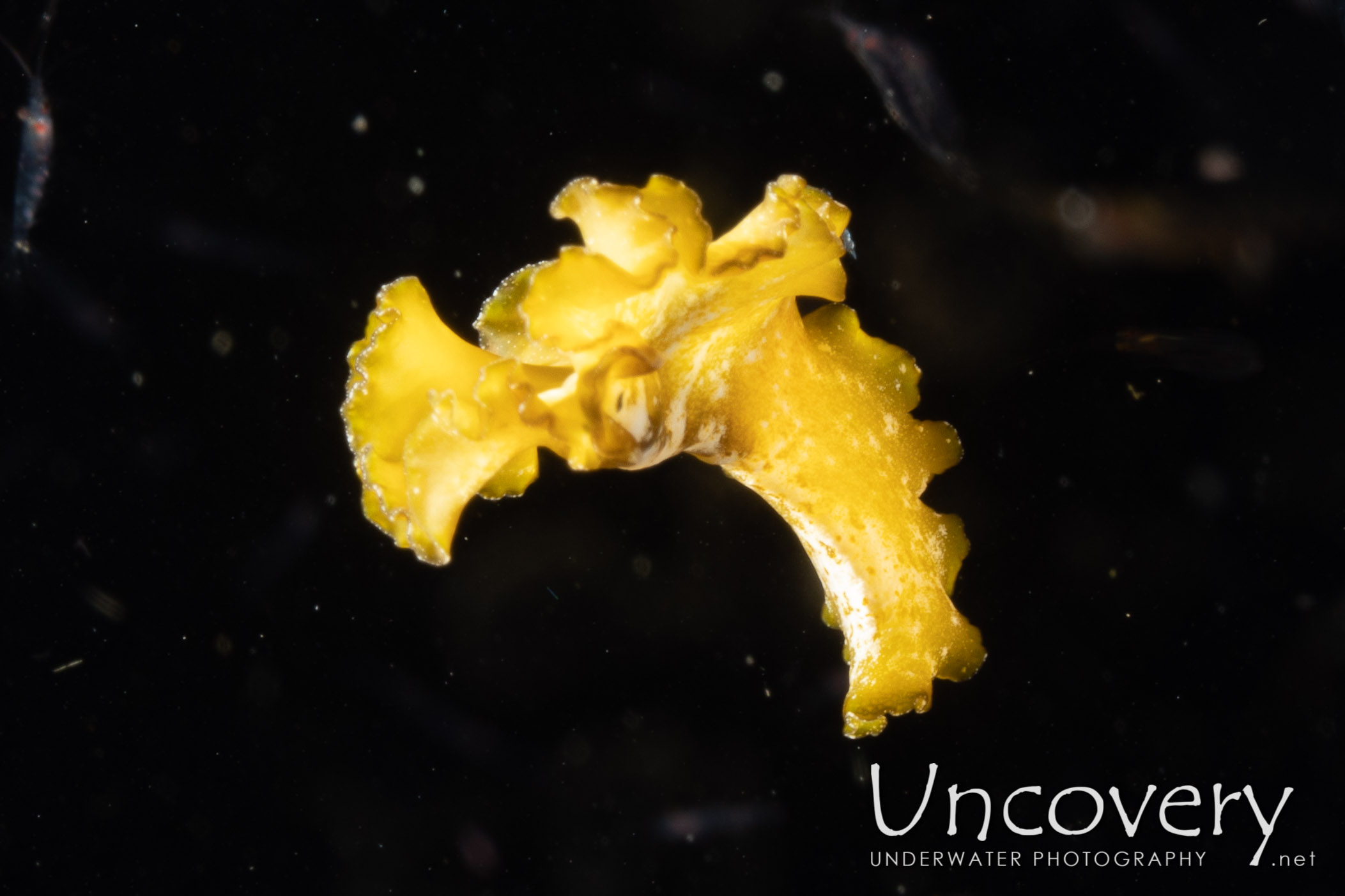 Polyclad Flatworm, photo taken in Indonesia, North Sulawesi, Lembeh Strait, TK Blackwater