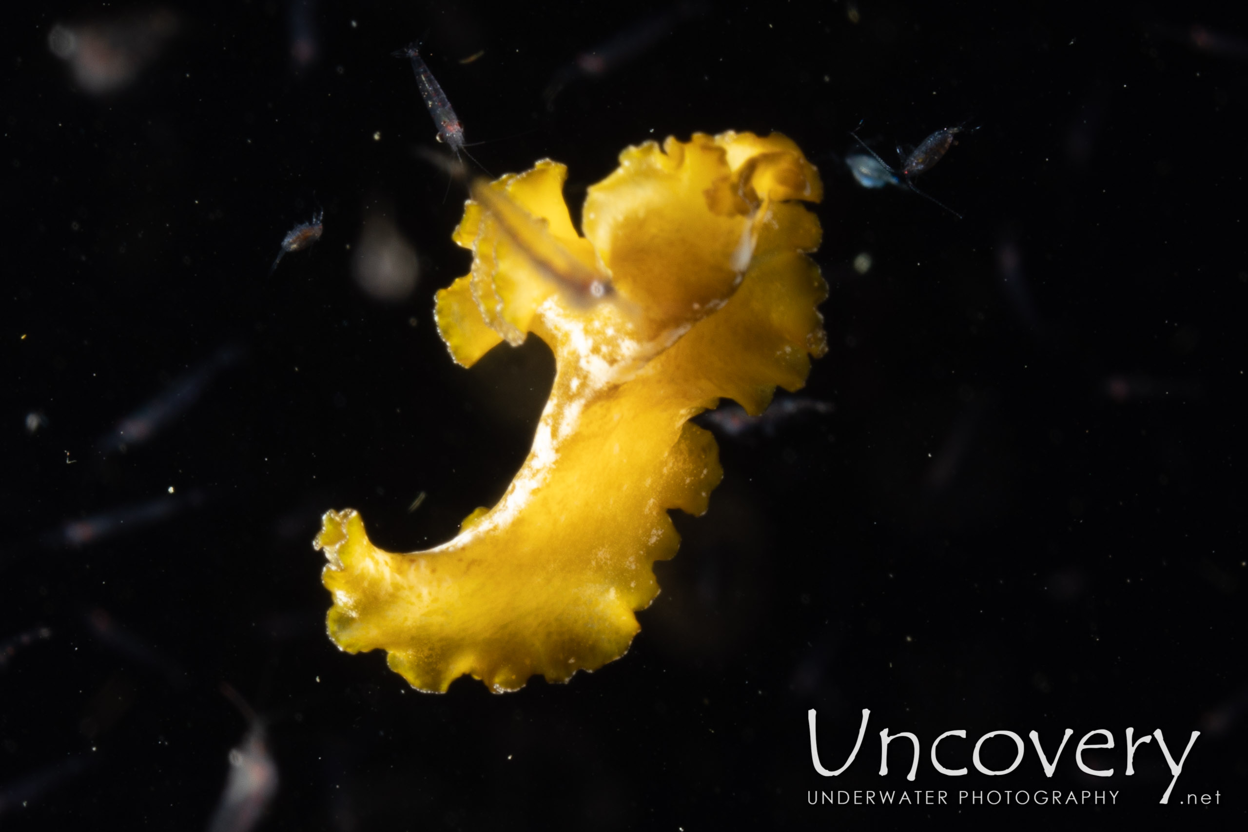 Polyclad Flatworm, photo taken in Indonesia, North Sulawesi, Lembeh Strait, TK Blackwater