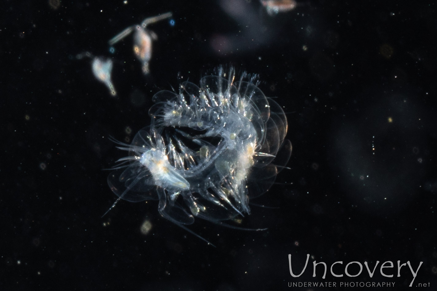 00 To Be Determined, photo taken in Indonesia, North Sulawesi, Lembeh Strait, TK Blackwater