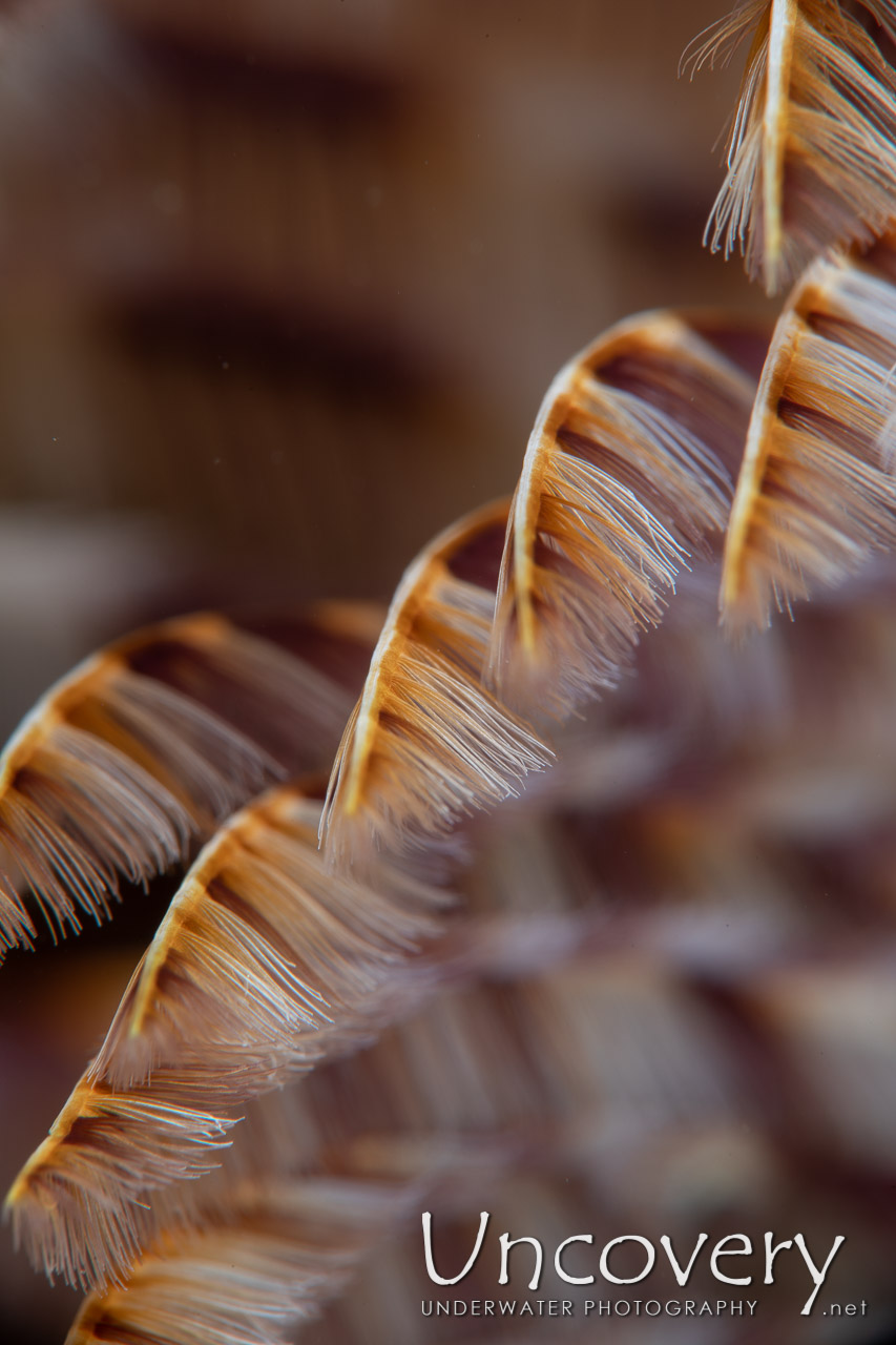 Indian Feather Duster Worm (sabellastarte Spectabilis) shot in Indonesia|North Sulawesi|Lembeh Strait|Magic Rock