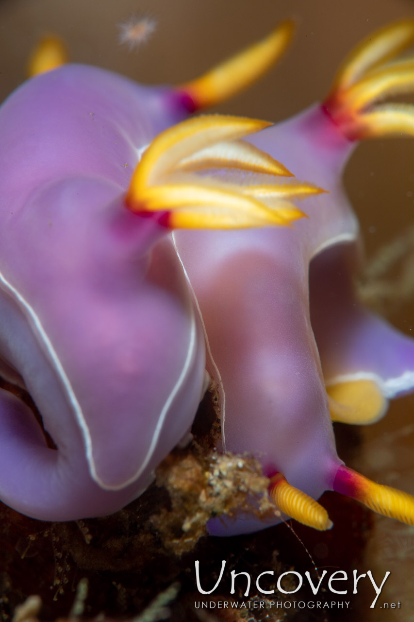 Nudibranch, photo taken in Indonesia, North Sulawesi, Lembeh Strait, Magic Rock