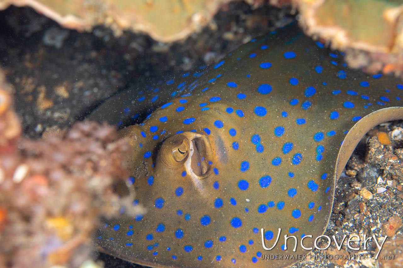 Blue-spotted Ribbontail Ray (taeniura Lymma) shot in Indonesia|North Sulawesi|Lembeh Strait|Surprise
