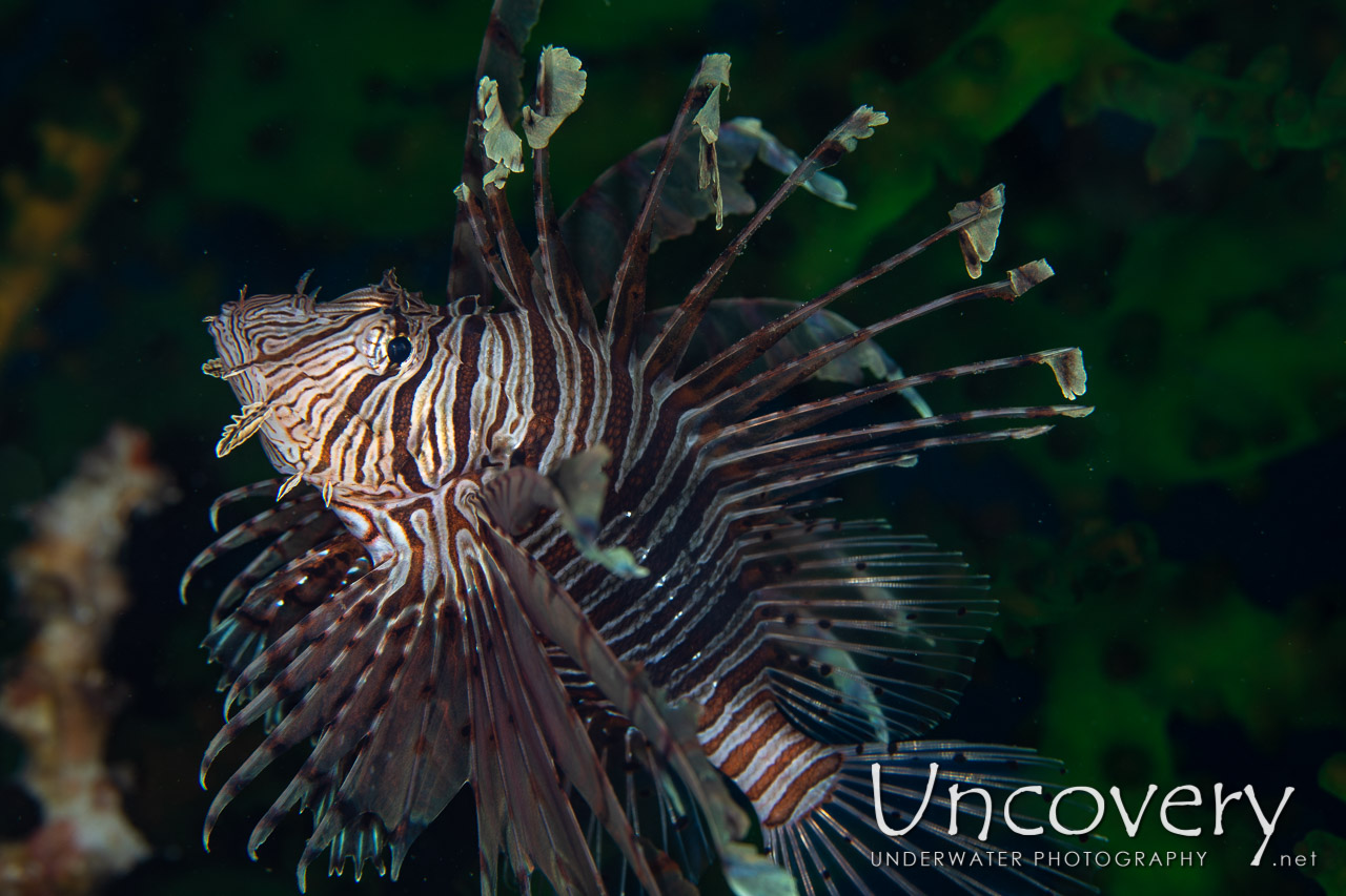 Red Lionfish (pterois Volitans) shot in Indonesia|North Sulawesi|Lembeh Strait|Surprise