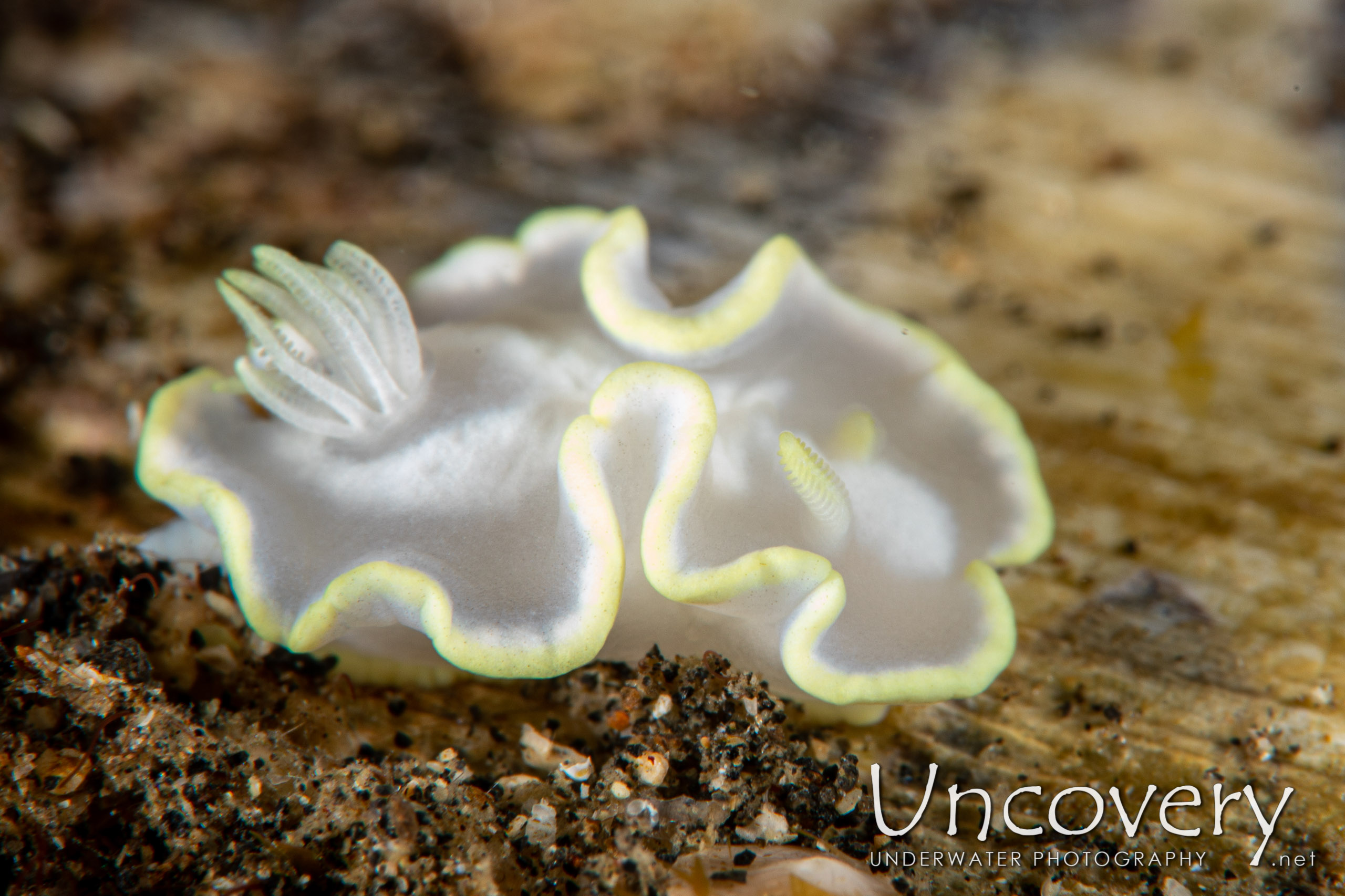 Nudibranch, photo taken in Indonesia, North Sulawesi, Lembeh Strait, Surprise