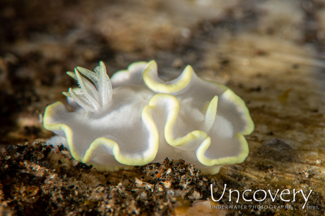 Nudibranch shot in Indonesia|North Sulawesi|Lembeh Strait|Surprise