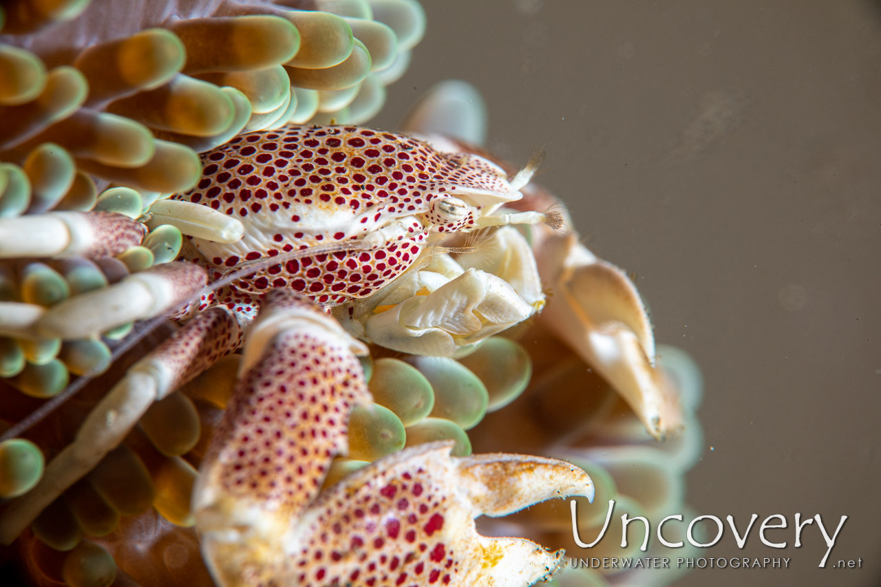 Spotted Porcelain Crab (neopetrolisthes Maculatus) shot in Indonesia|North Sulawesi|Lembeh Strait|Surprise
