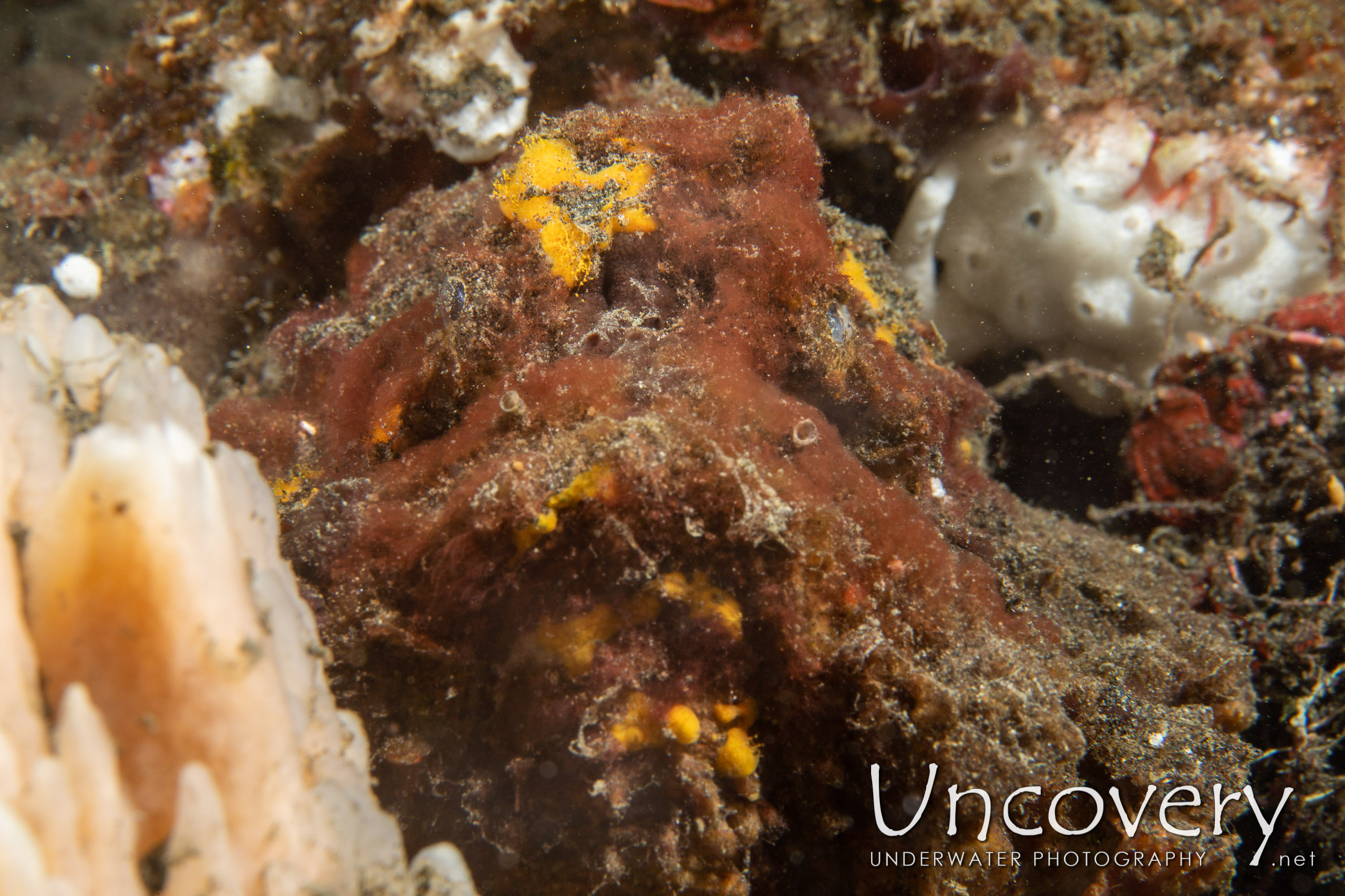 Estuarine Stonefish (synanceia Horrida), photo taken in Indonesia, North Sulawesi, Lembeh Strait, Surprise