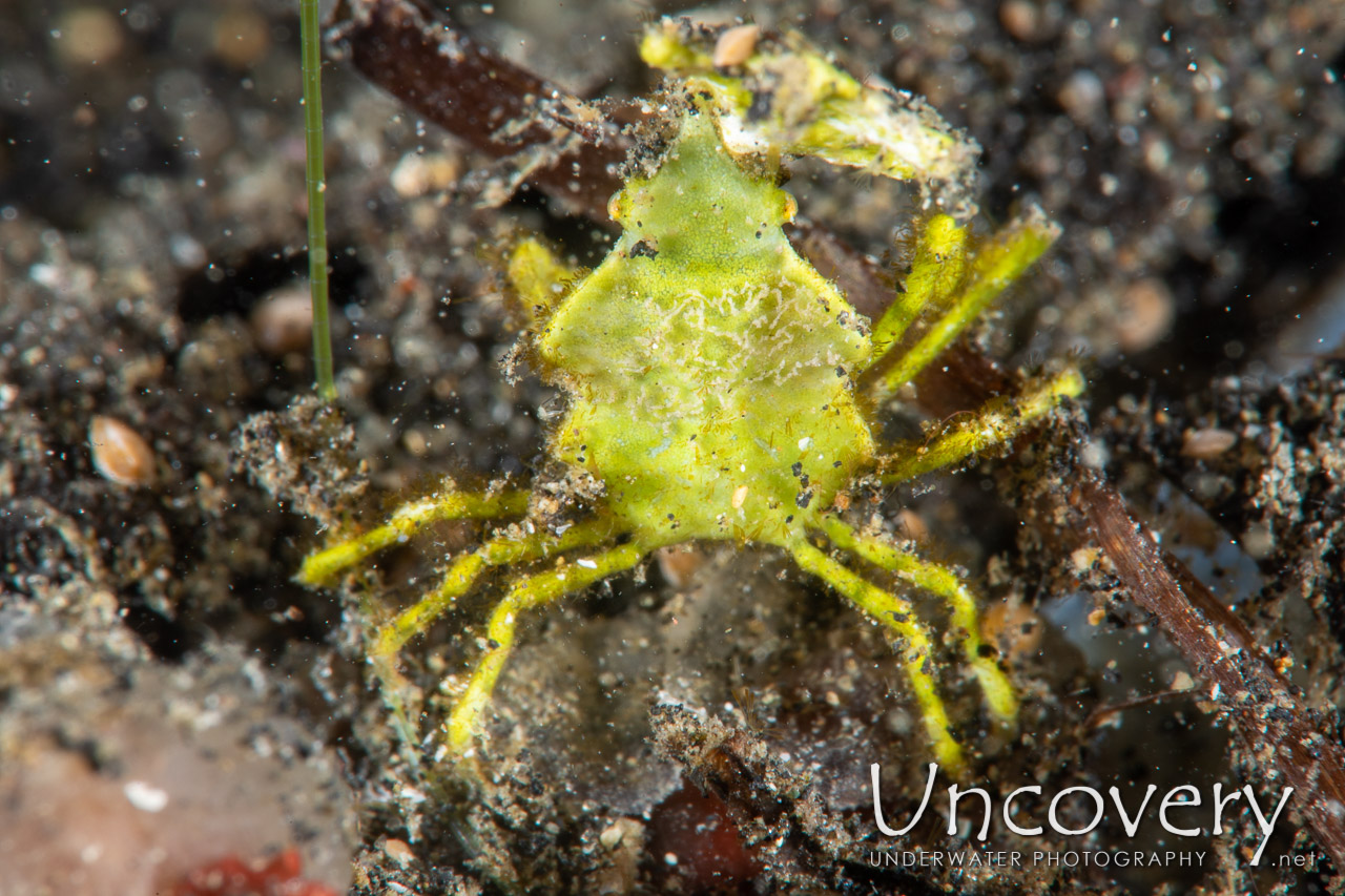 Arrowhead Crab (huenia Heraldica) shot in Indonesia|North Sulawesi|Lembeh Strait|Surprise
