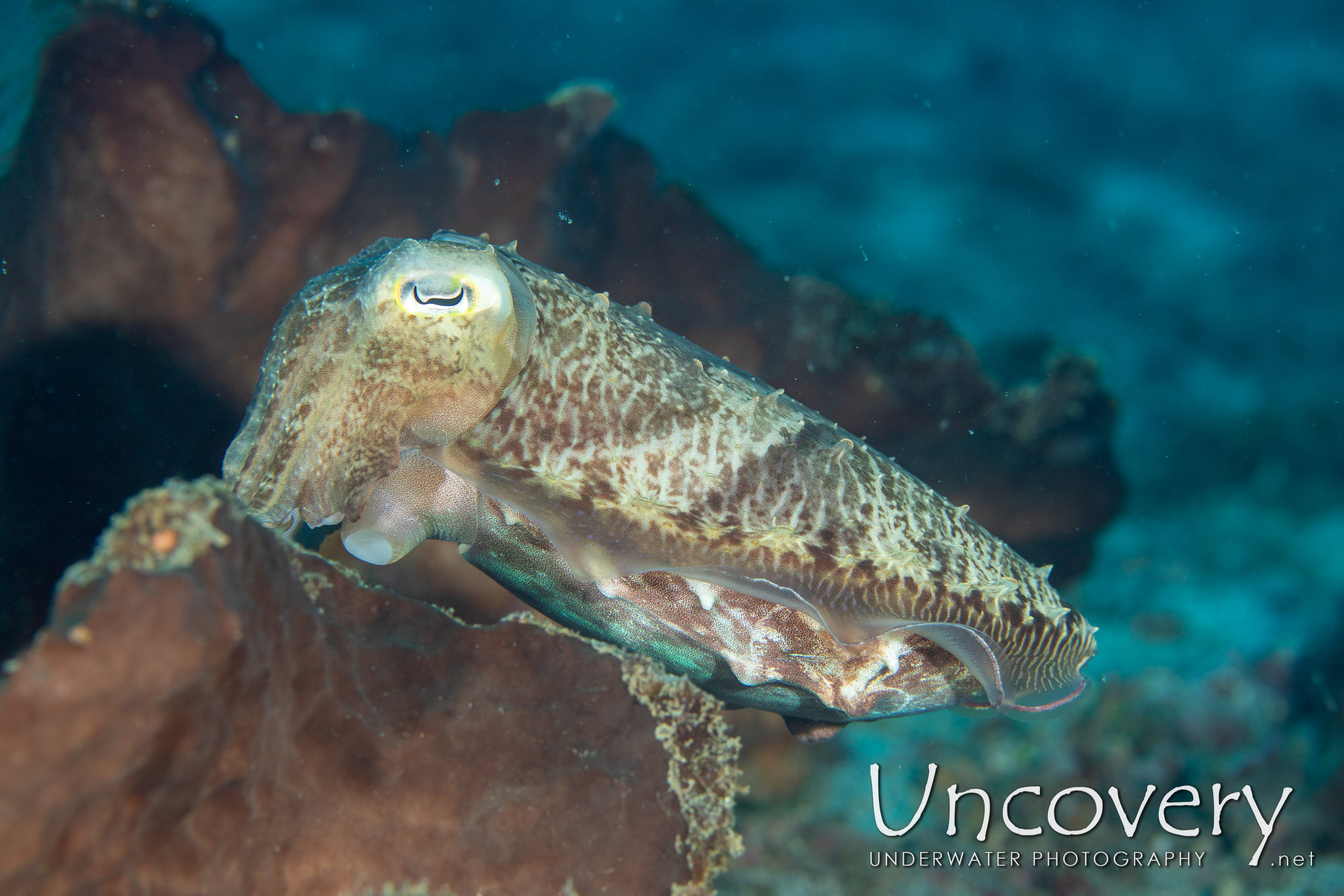 Broadclub Cuttlefish (sepia Latimanus), photo taken in Indonesia, North Sulawesi, Lembeh Strait, Pulau Putus