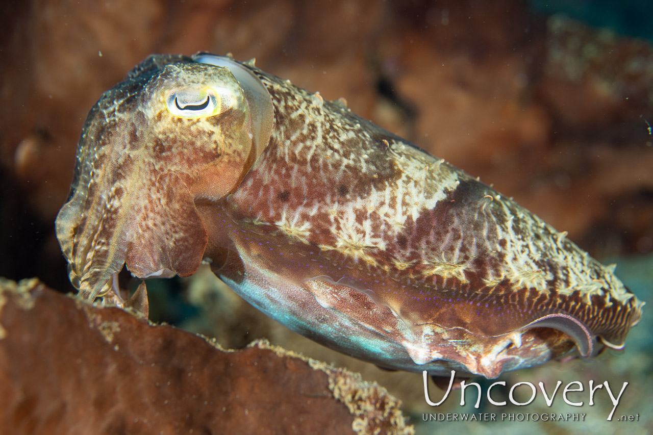 Broadclub Cuttlefish (sepia Latimanus) shot in Indonesia|North Sulawesi|Lembeh Strait|Pulau Putus