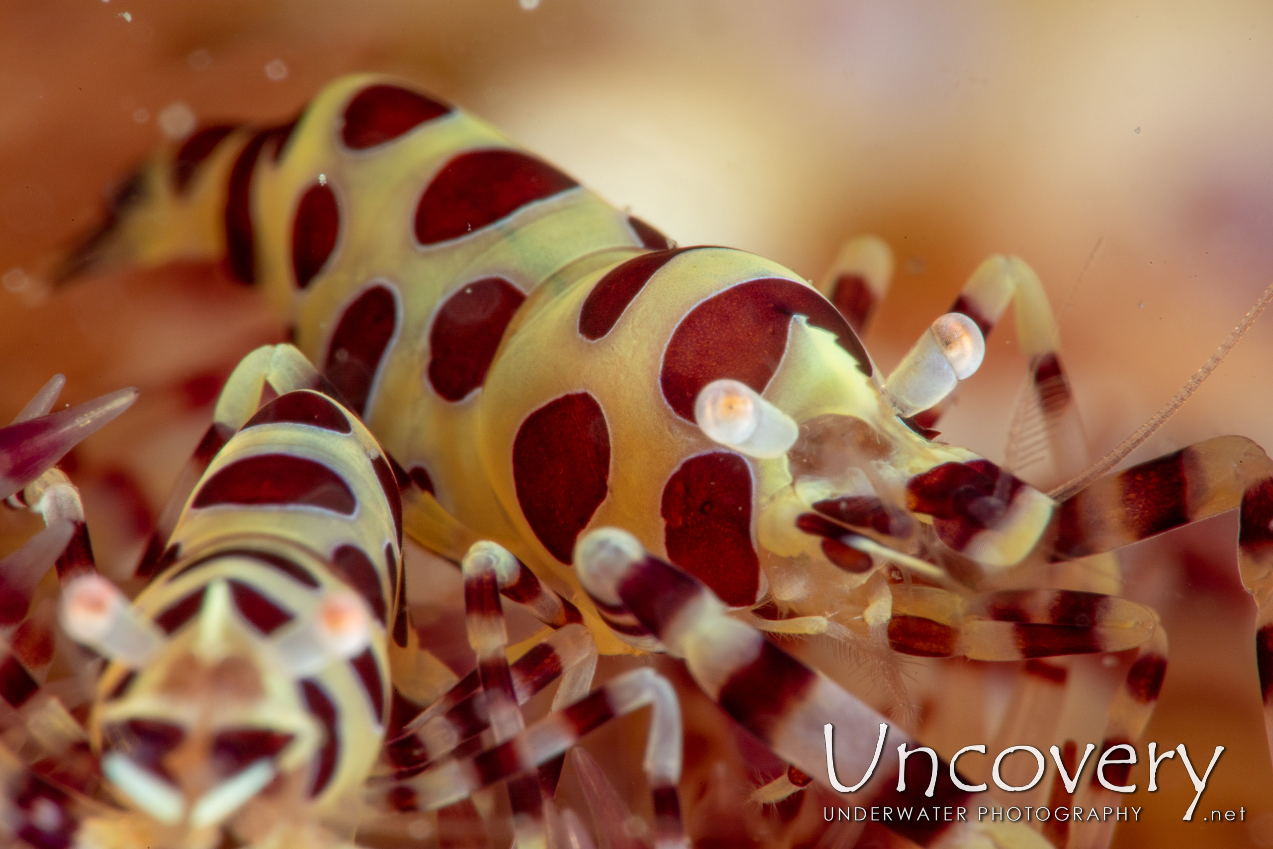 Coleman’s Shrimp (periclimenes Colemani), photo taken in Indonesia, North Sulawesi, Lembeh Strait, Pulau Putus