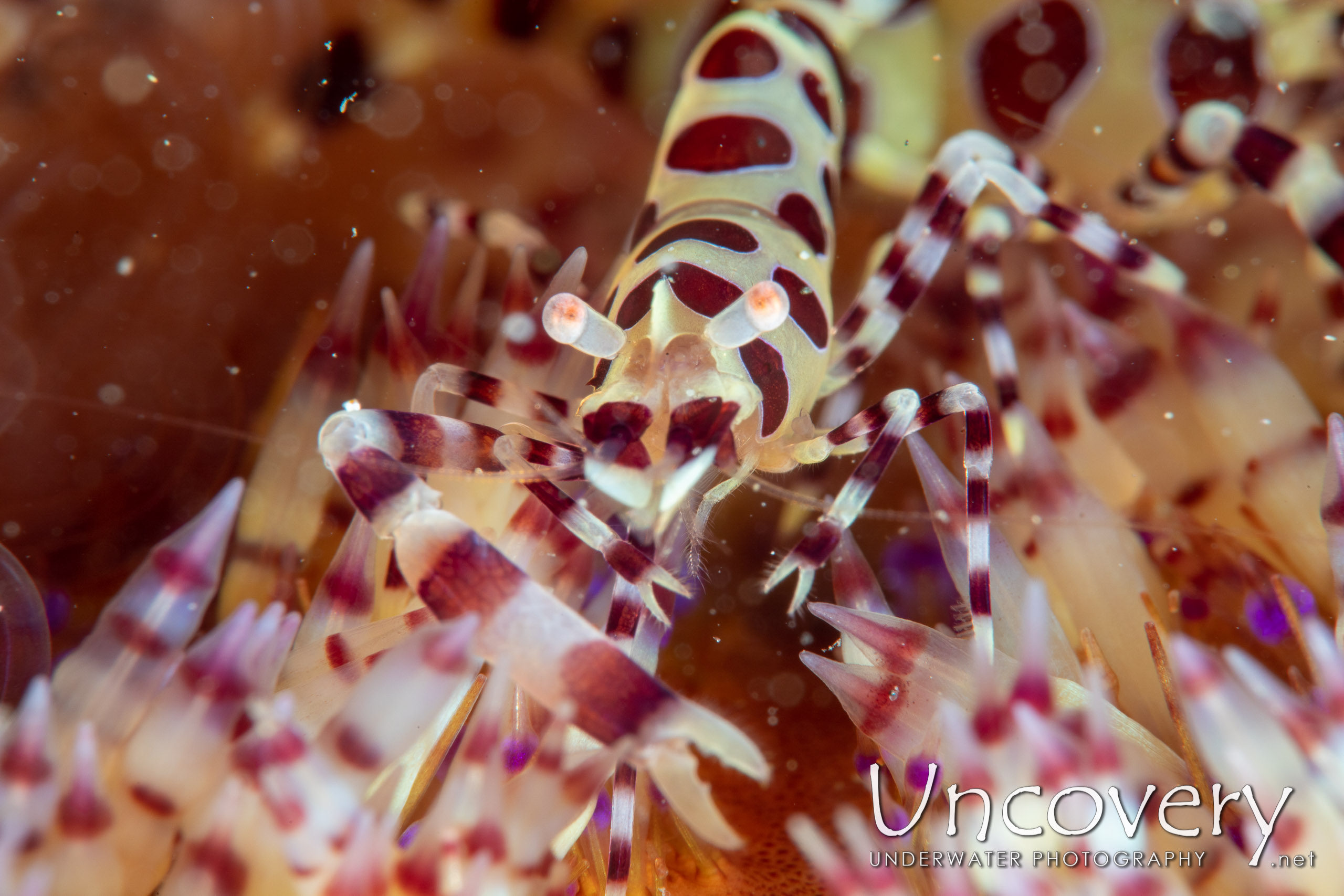 Coleman’s Shrimp (periclimenes Colemani), photo taken in Indonesia, North Sulawesi, Lembeh Strait, Pulau Putus