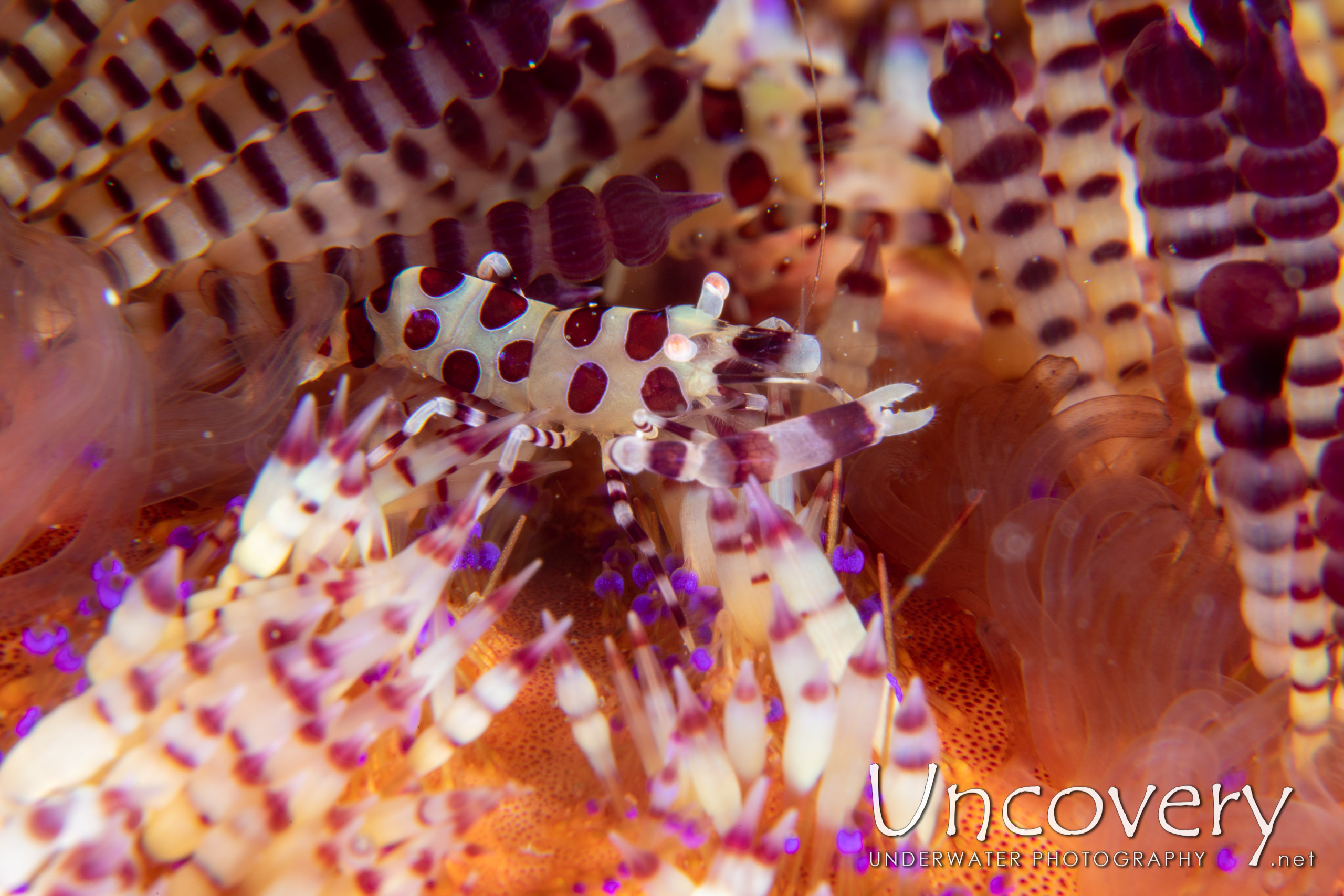 Coleman’s Shrimp (periclimenes Colemani), photo taken in Indonesia, North Sulawesi, Lembeh Strait, Pulau Putus