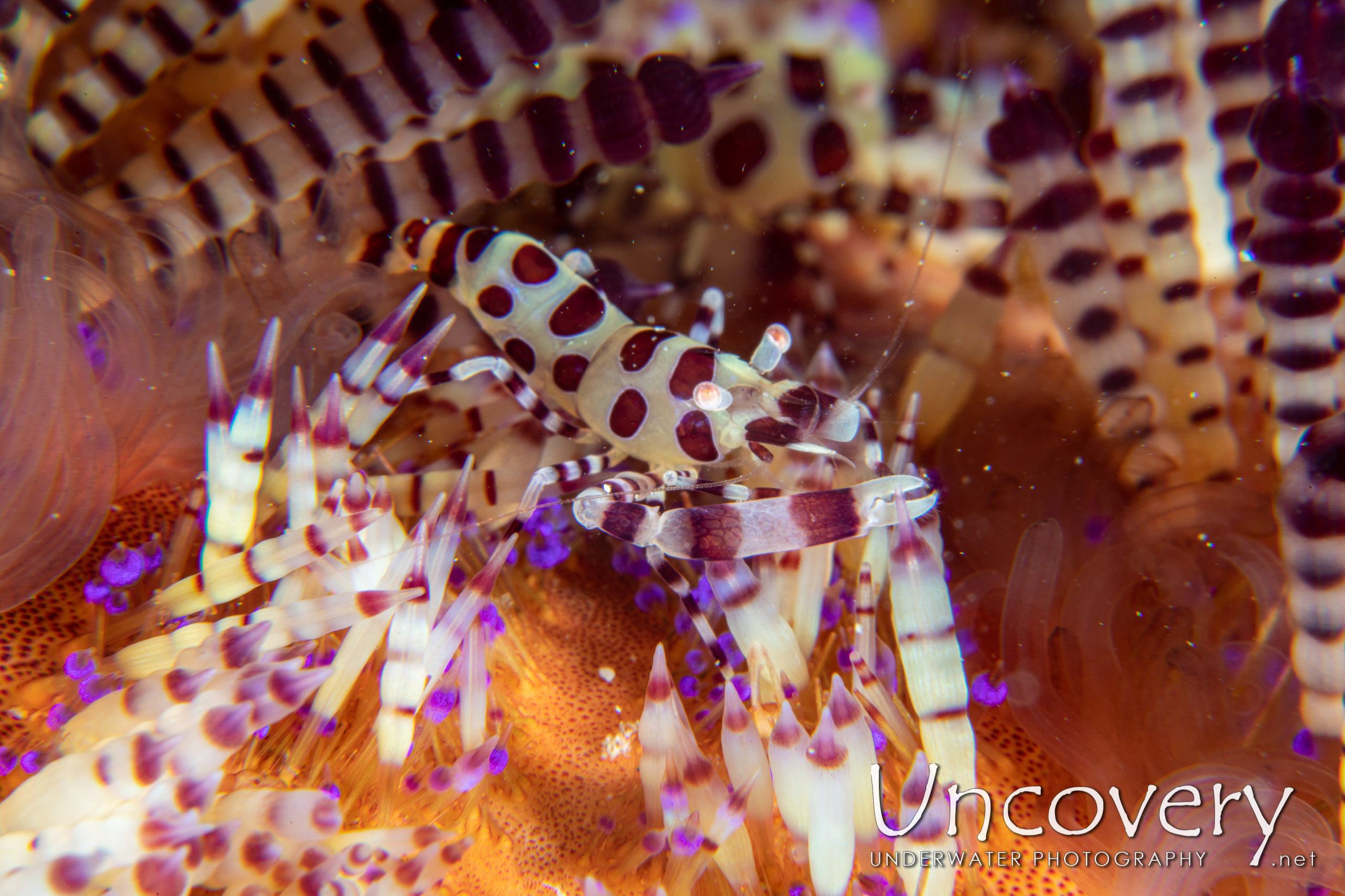 Coleman’s Shrimp (periclimenes Colemani), photo taken in Indonesia, North Sulawesi, Lembeh Strait, Pulau Putus