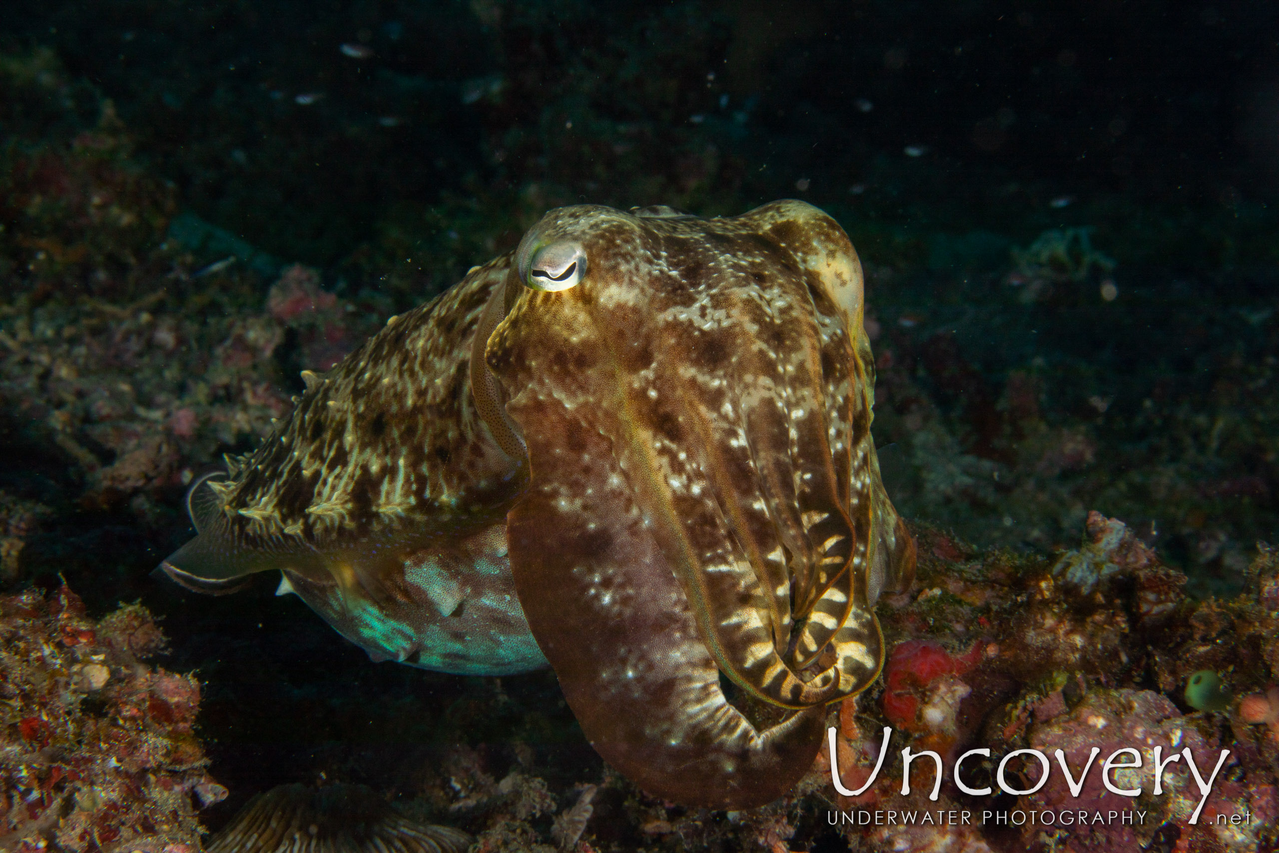 Broadclub Cuttlefish (sepia Latimanus), photo taken in Indonesia, North Sulawesi, Lembeh Strait, Pulau Putus