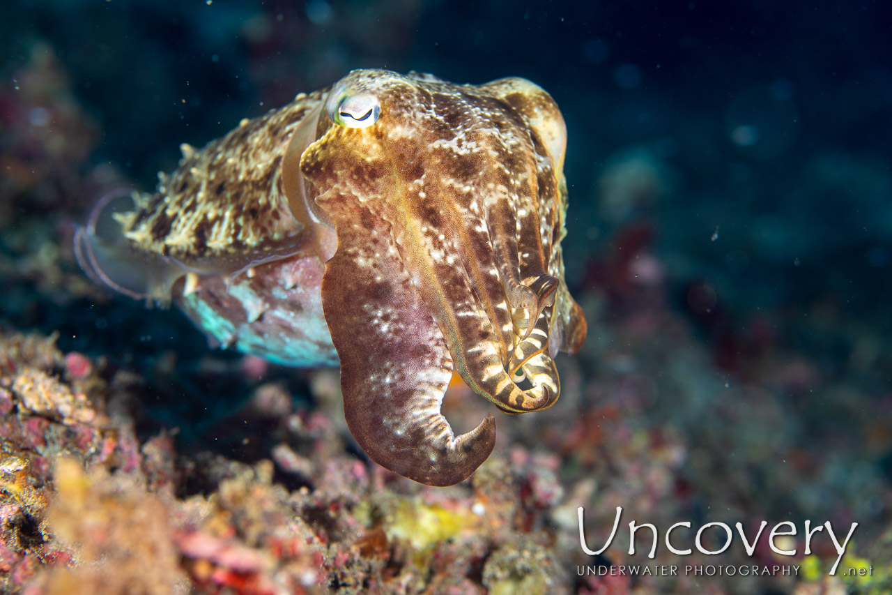 Broadclub Cuttlefish (sepia Latimanus) shot in Indonesia|North Sulawesi|Lembeh Strait|Pulau Putus