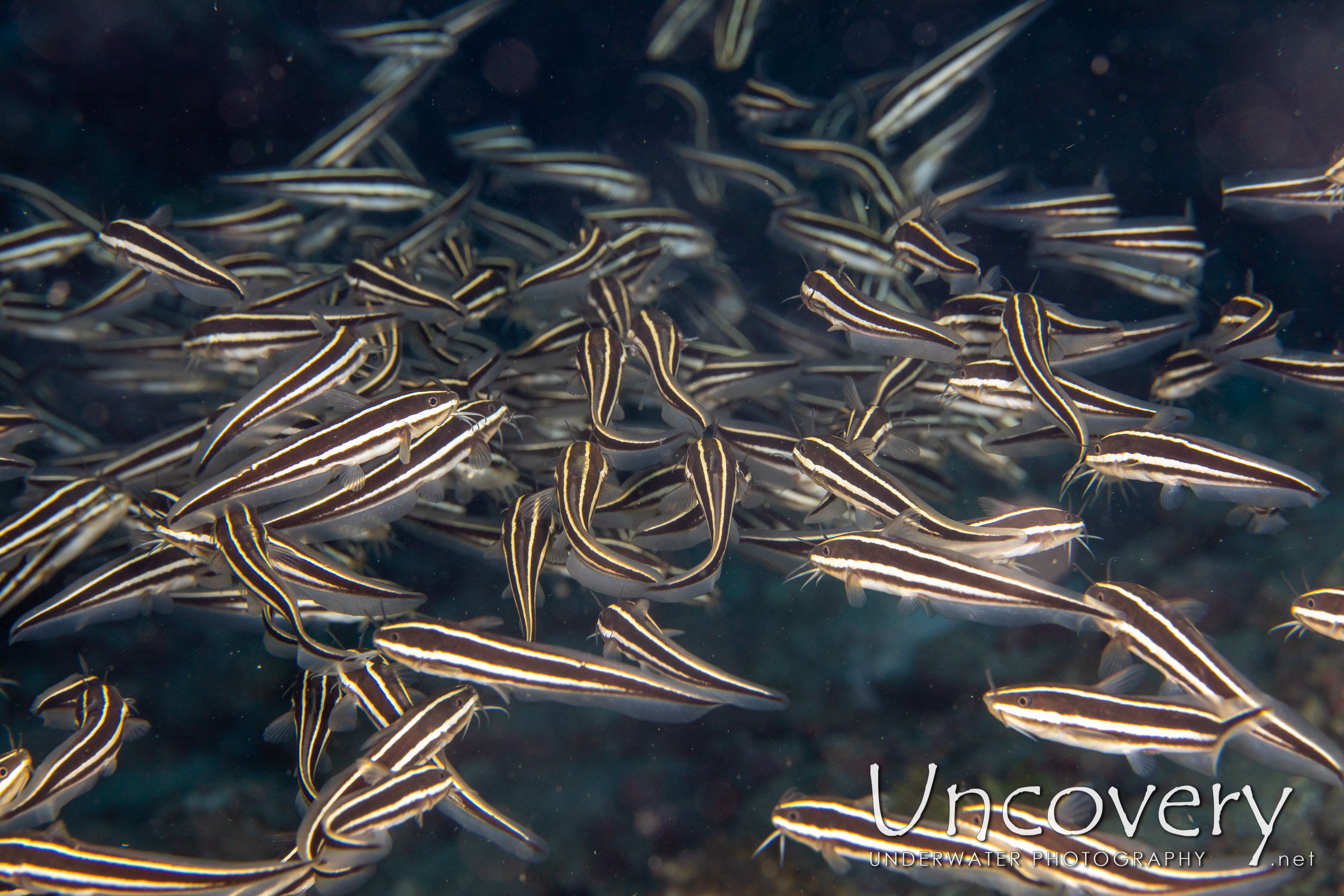 Striped Catfish (plotosus Lineatus), photo taken in Indonesia, North Sulawesi, Lembeh Strait, Pulau Putus