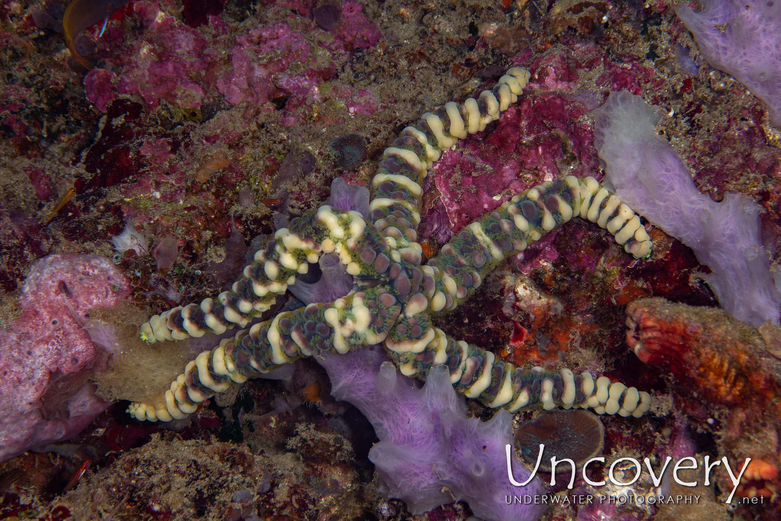 Warty Sea Star (echinaster Callosus), photo taken in Indonesia, North Sulawesi, Lembeh Strait, Pulau Putus