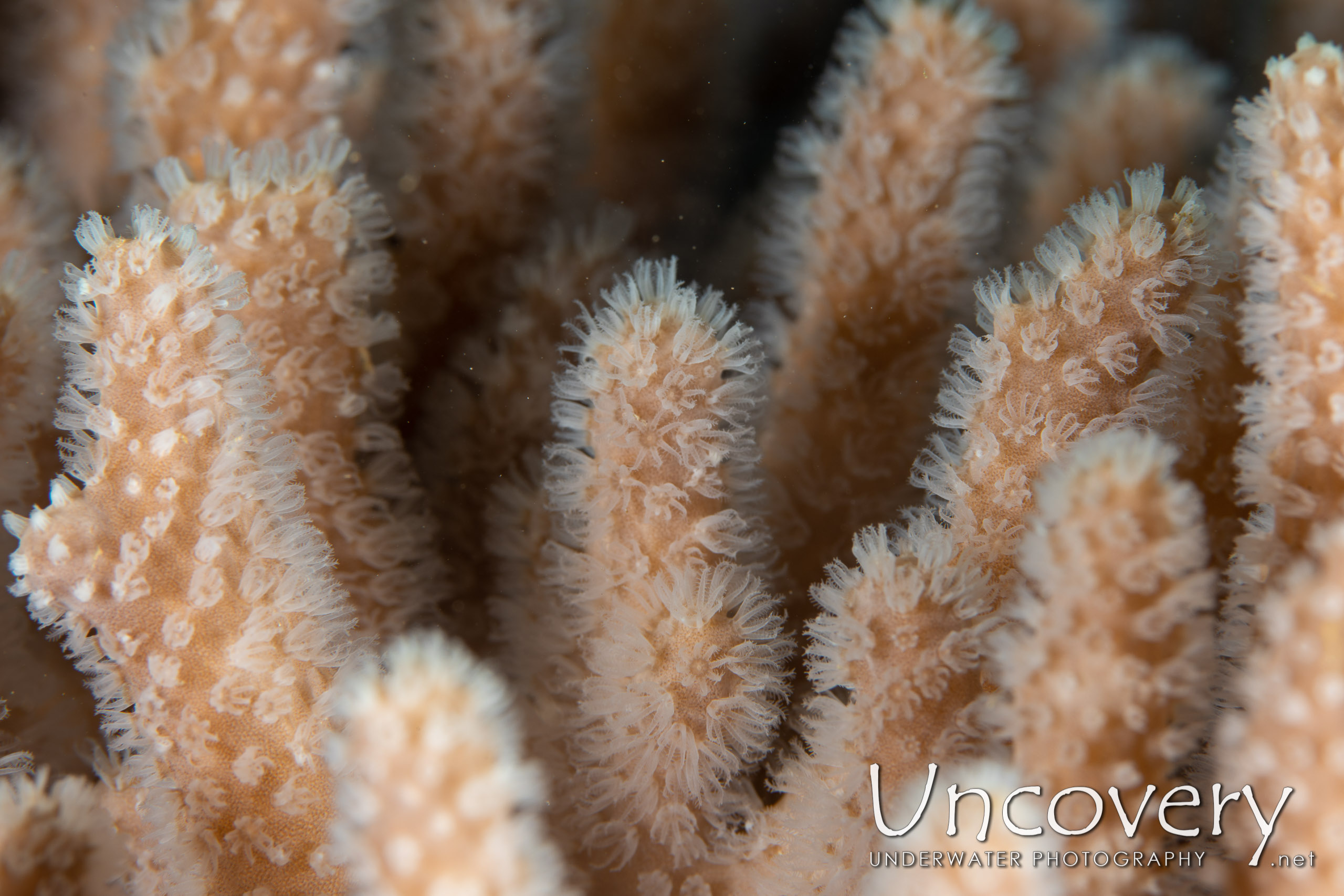 Coral, photo taken in Indonesia, North Sulawesi, Lembeh Strait, Pulau Putus