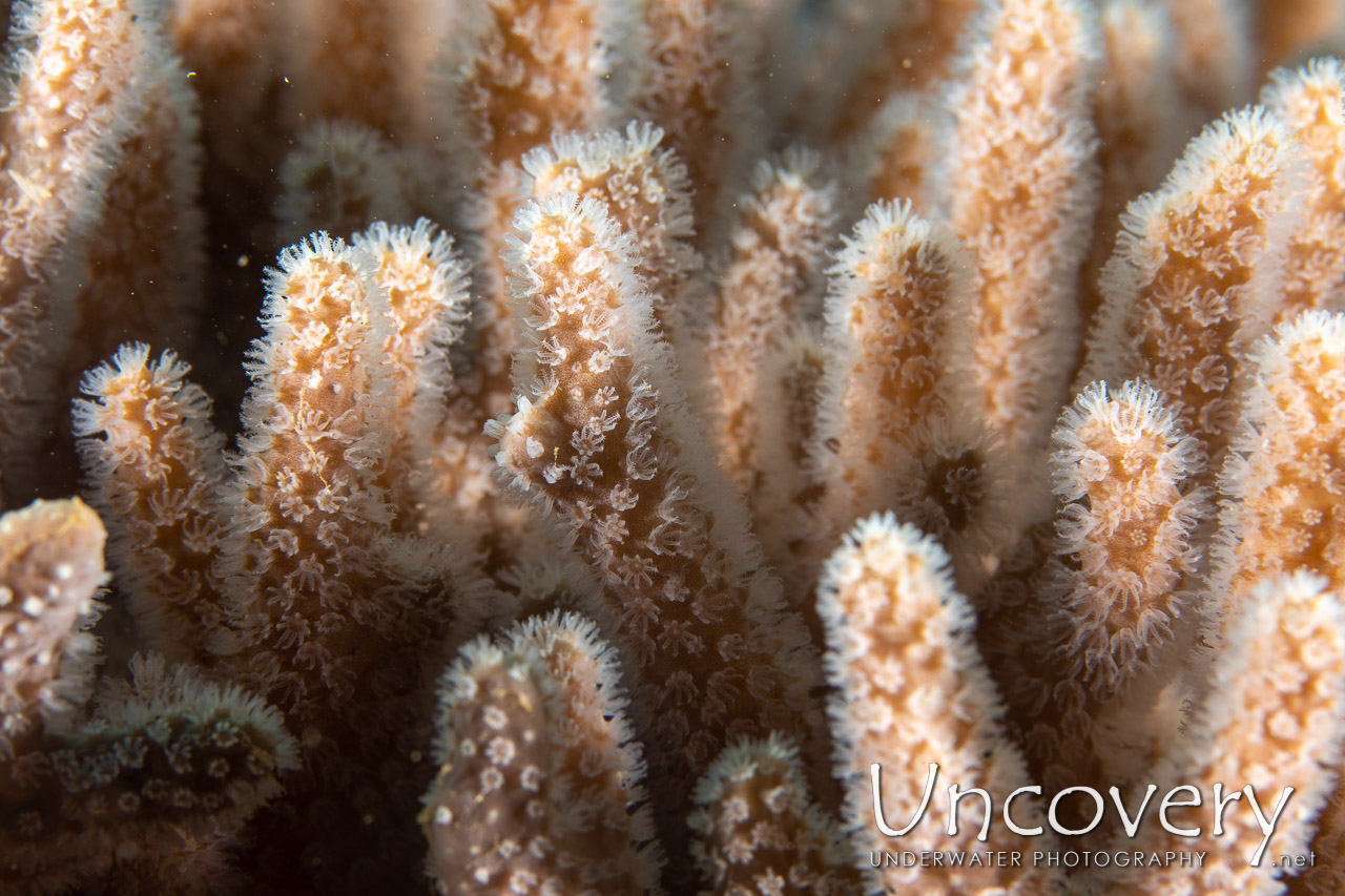 Coral shot in Indonesia|North Sulawesi|Lembeh Strait|Pulau Putus
