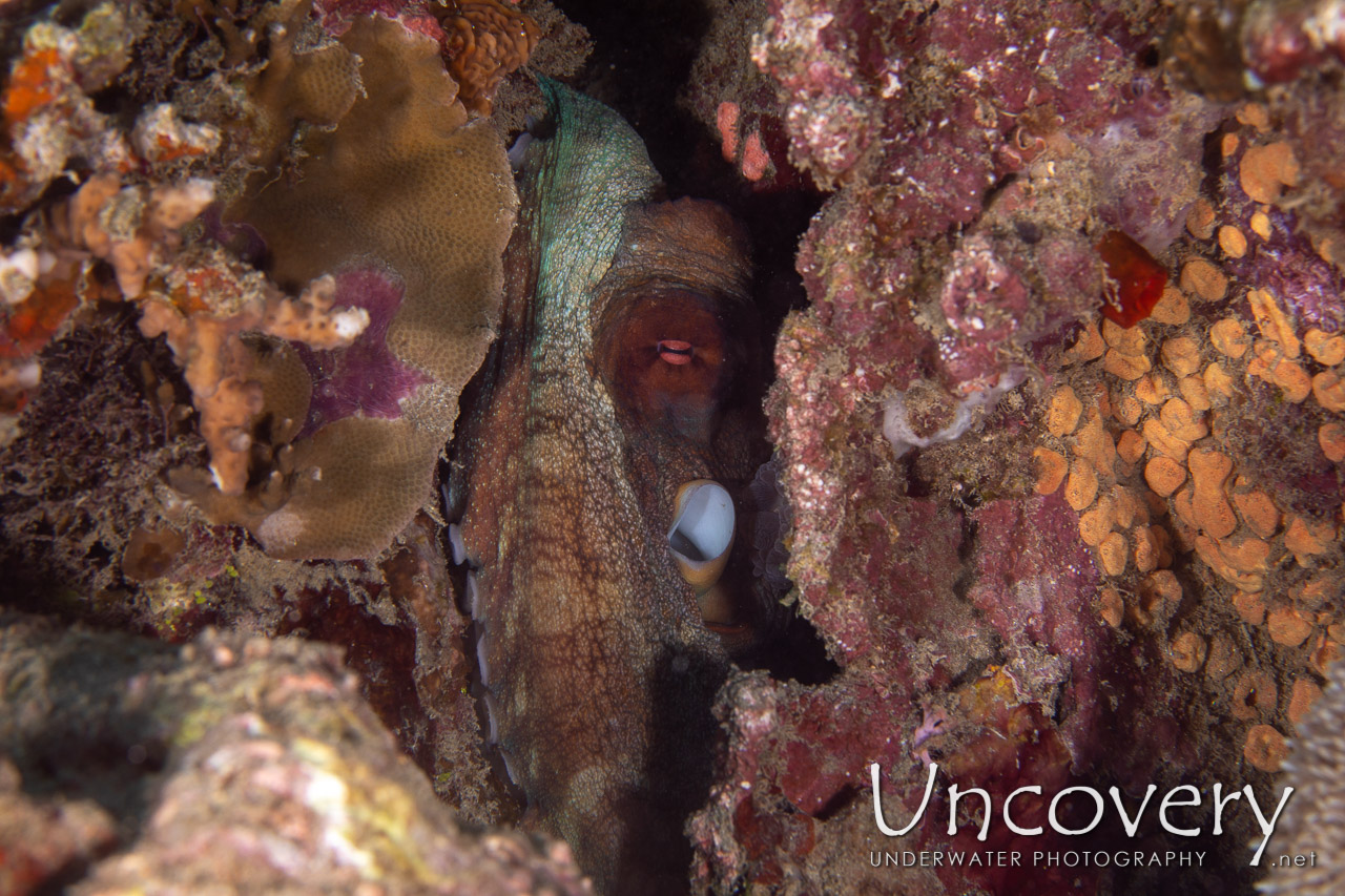 Day Octopus (octopus Cyanea) shot in Indonesia|North Sulawesi|Lembeh Strait|Pulau Putus