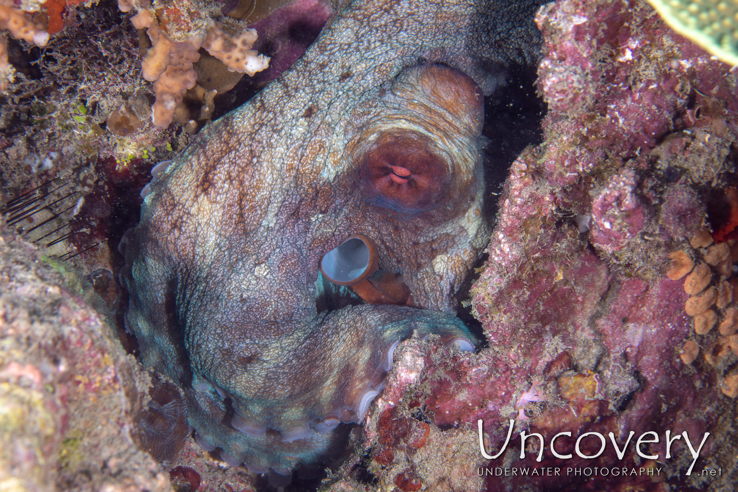 Day Octopus (octopus Cyanea), photo taken in Indonesia, North Sulawesi, Lembeh Strait, Pulau Putus