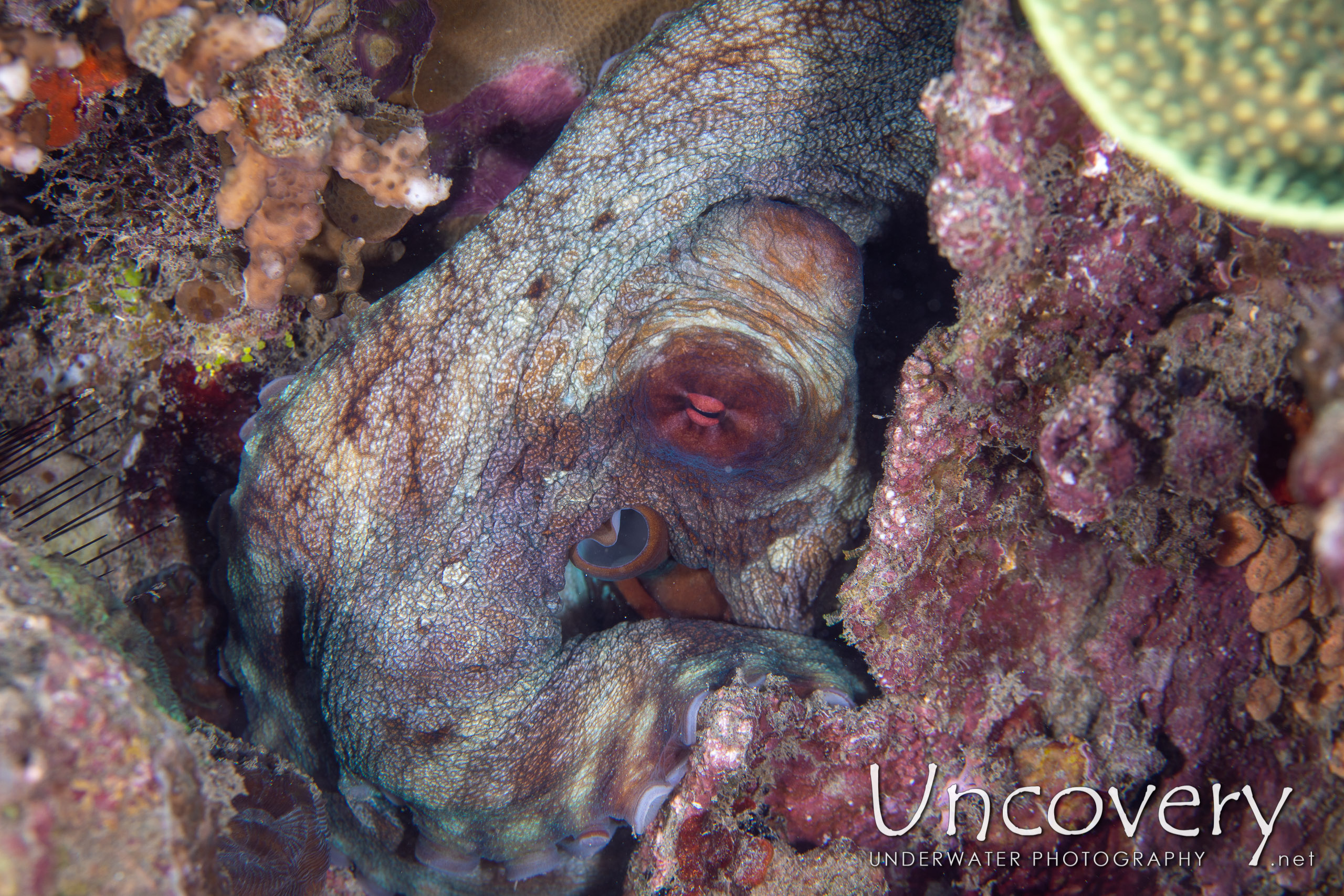 Day Octopus (octopus Cyanea), photo taken in Indonesia, North Sulawesi, Lembeh Strait, Pulau Putus