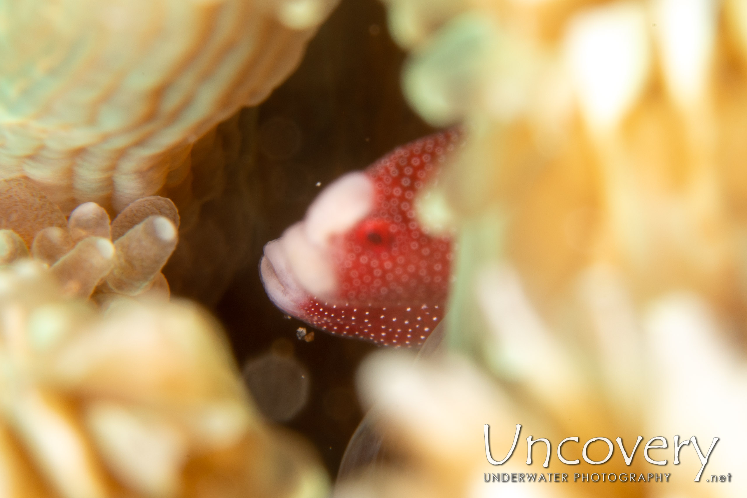 Galaxea Pipefish (bulbonaricus Brauni), photo taken in Indonesia, North Sulawesi, Lembeh Strait, Pulau Putus