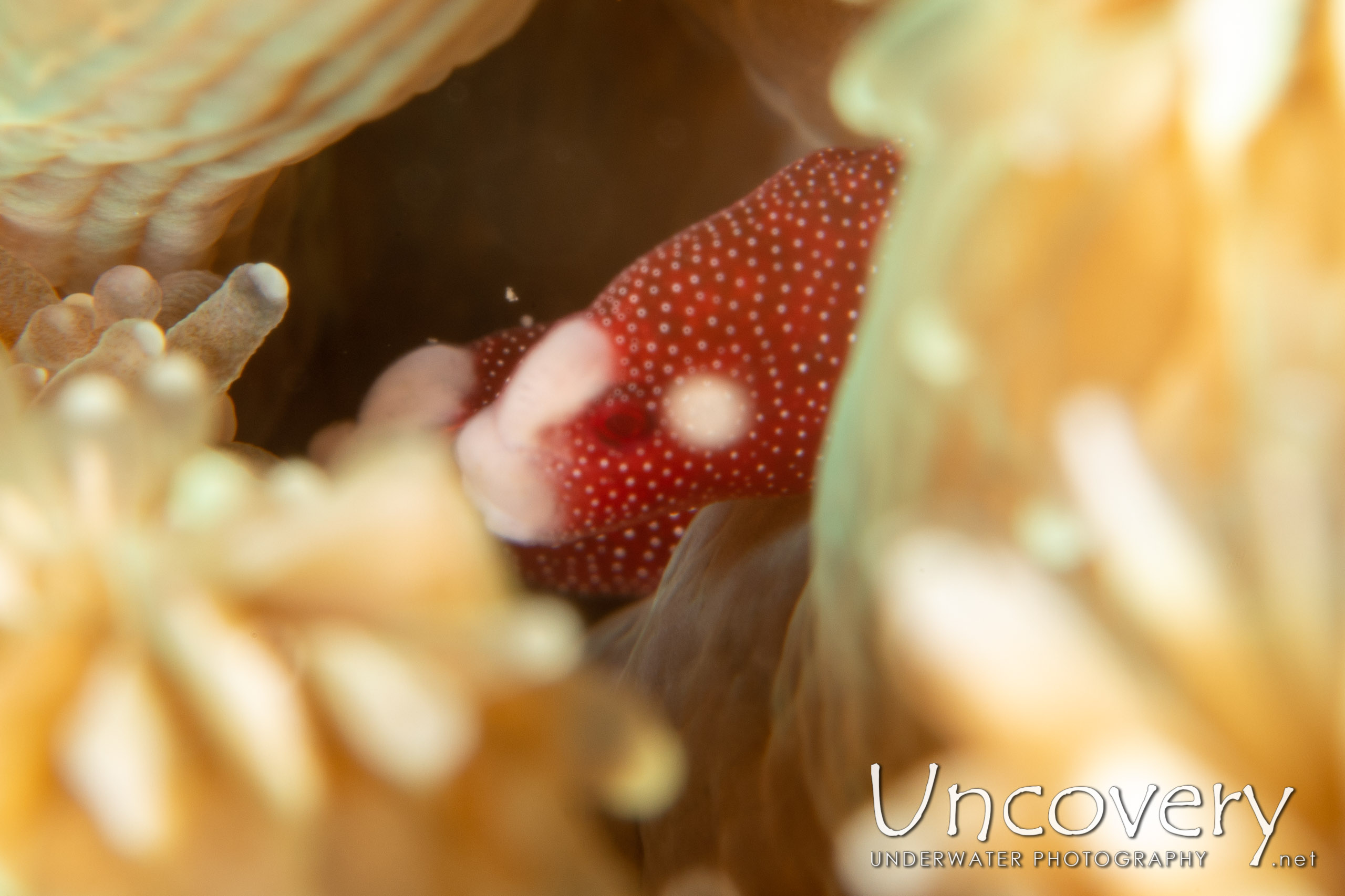 Galaxea Pipefish (bulbonaricus Brauni), photo taken in Indonesia, North Sulawesi, Lembeh Strait, Pulau Putus