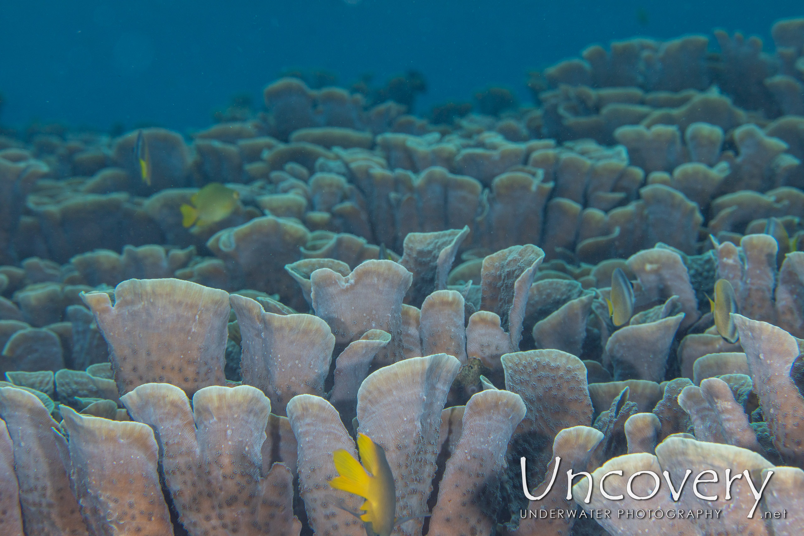 Coral, photo taken in Indonesia, North Sulawesi, Lembeh Strait, Pulau Putus