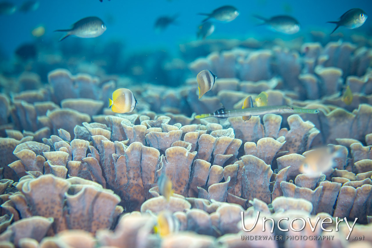 Coral, photo taken in Indonesia, North Sulawesi, Lembeh Strait, Pulau Putus