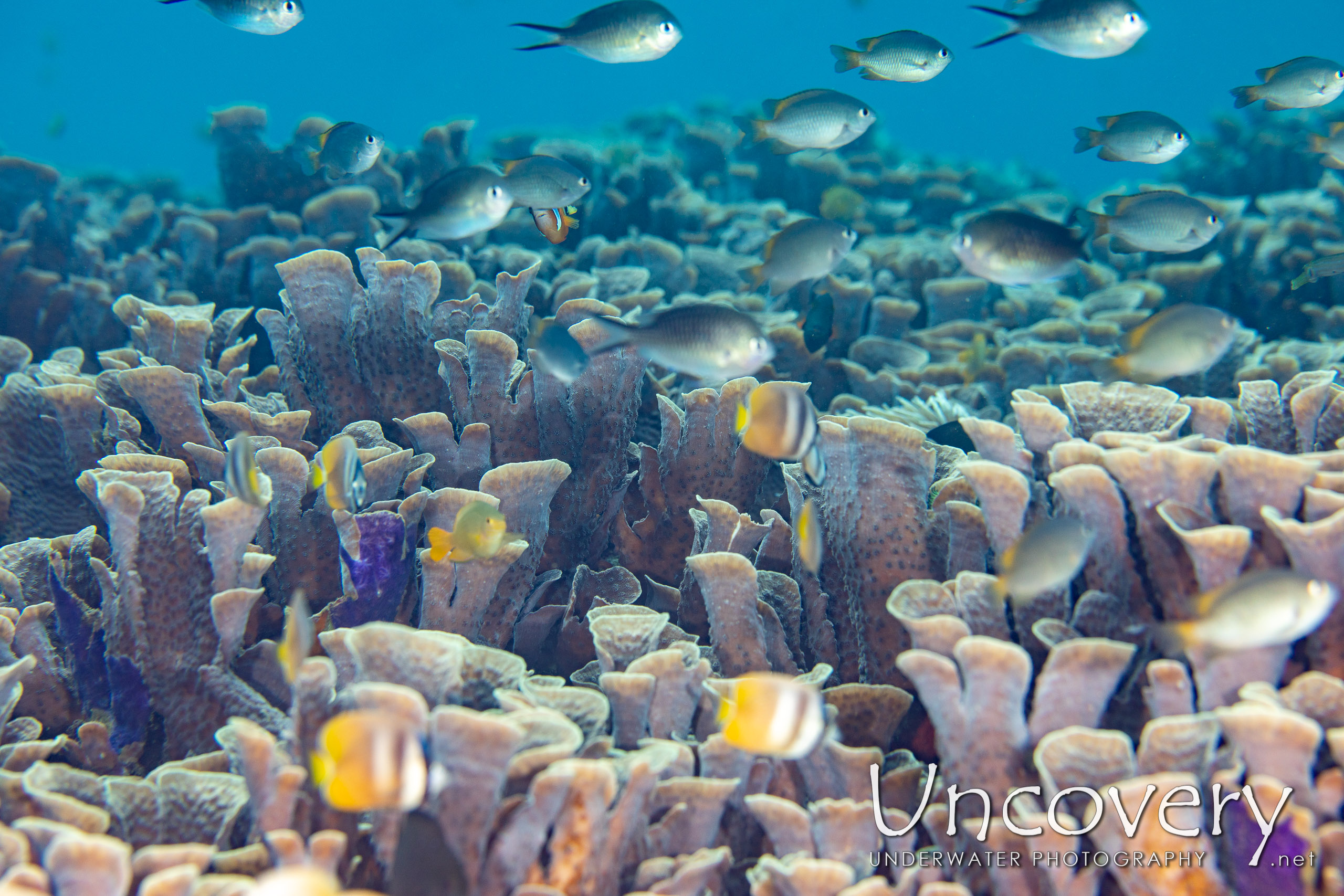 Coral, photo taken in Indonesia, North Sulawesi, Lembeh Strait, Pulau Putus