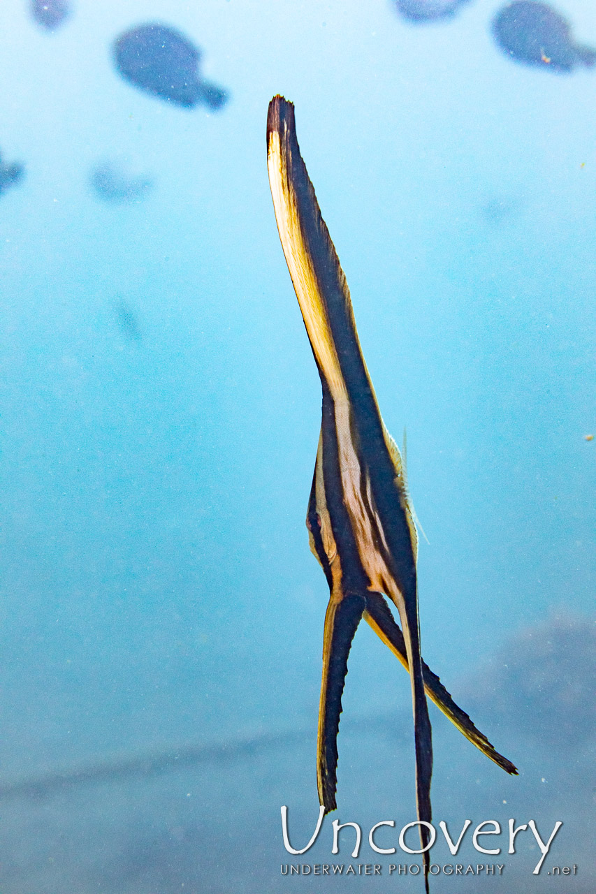Dusky Batfish (platax Pinnatus) shot in Indonesia|North Sulawesi|Lembeh Strait|Slow Poke