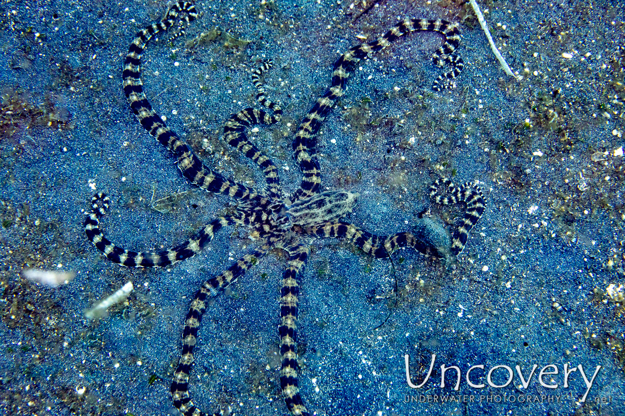 Mimic Octopus (thaumoctopus Mimicus) shot in Indonesia|North Sulawesi|Lembeh Strait|Slow Poke