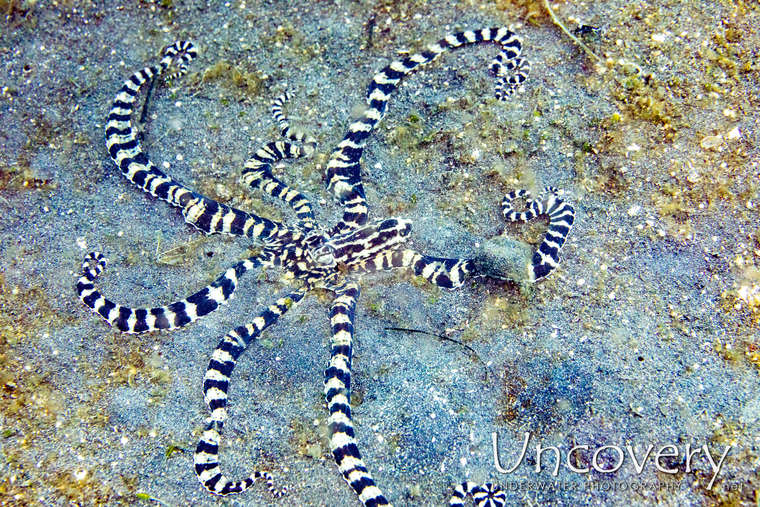 Mimic Octopus (thaumoctopus Mimicus), photo taken in Indonesia, North Sulawesi, Lembeh Strait, Slow Poke